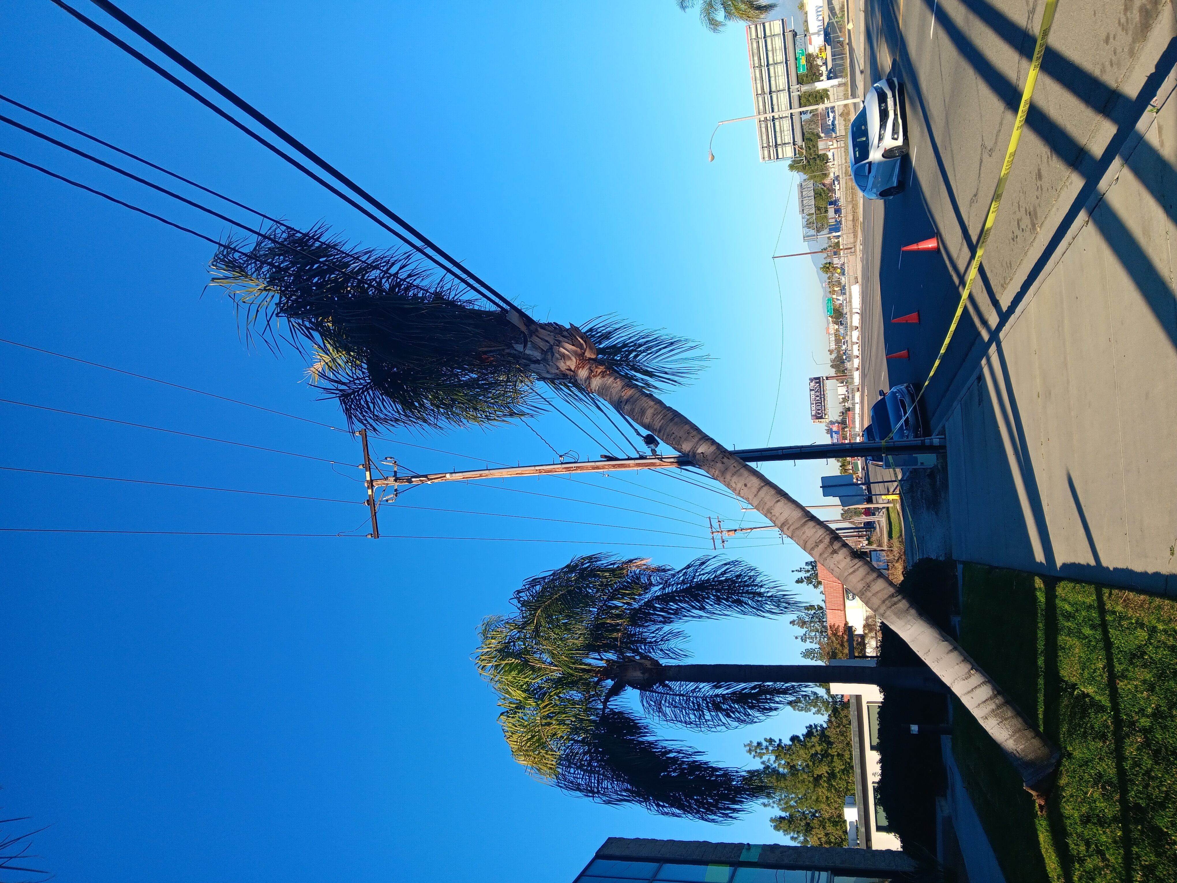 Avatar for Alcala tree service