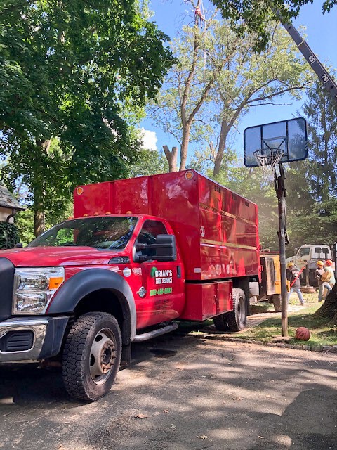 Brian's Tree Service logo