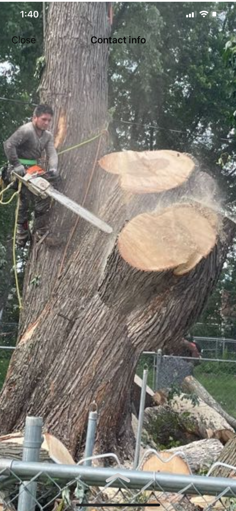 United Tree service logo