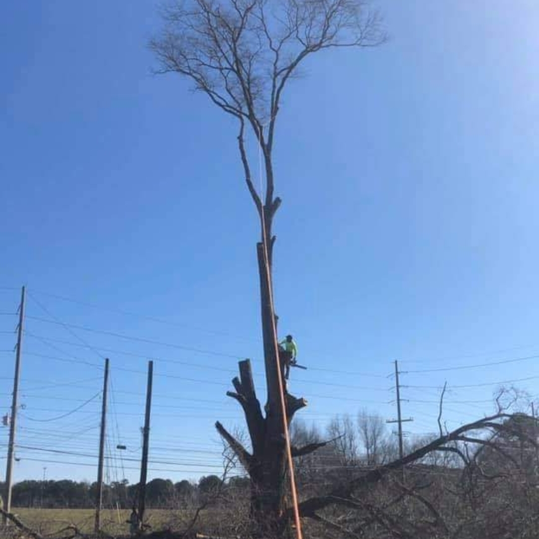 Avatar for Arbol Tree Service