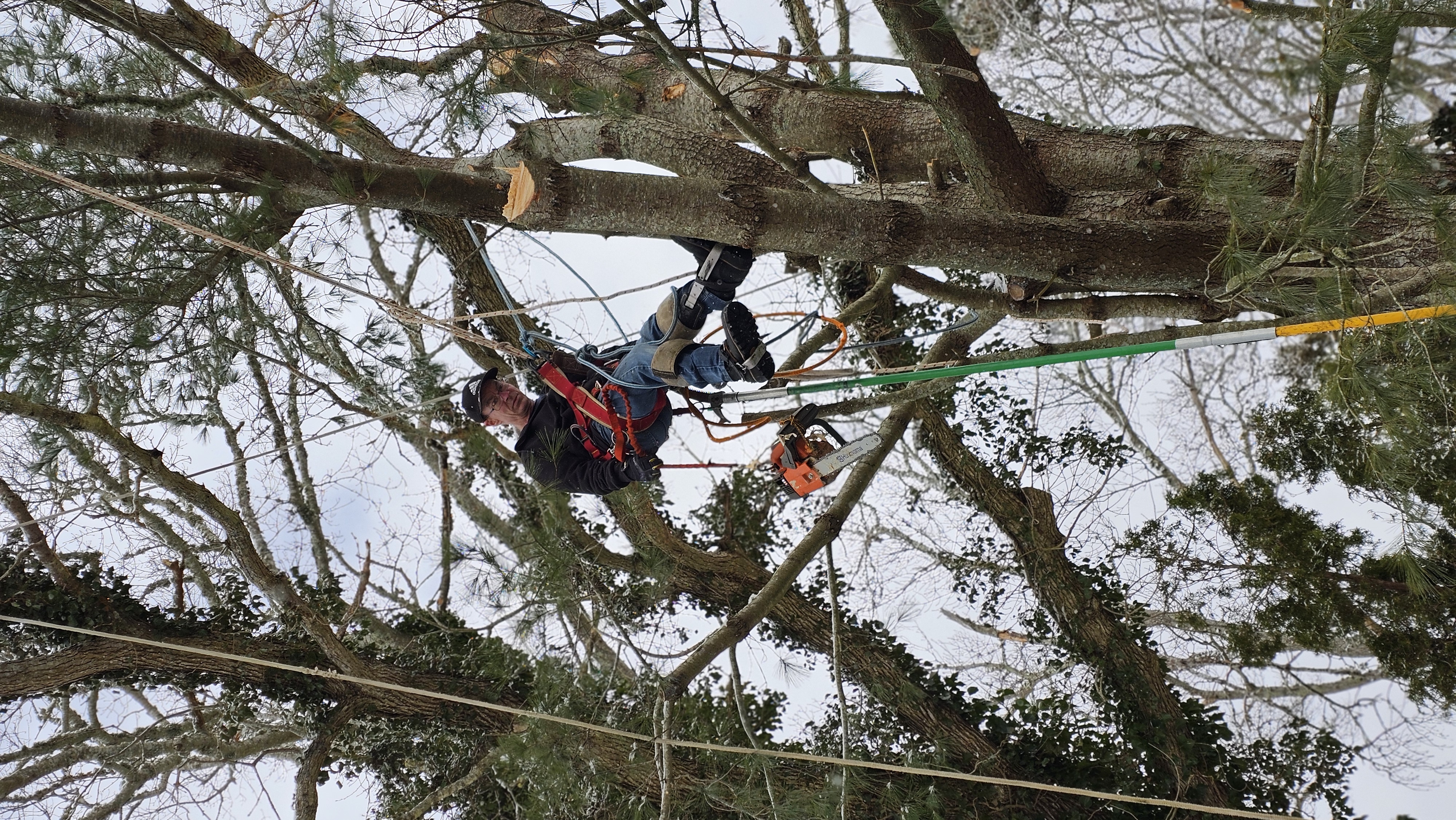 Avatar for Clearview tree service