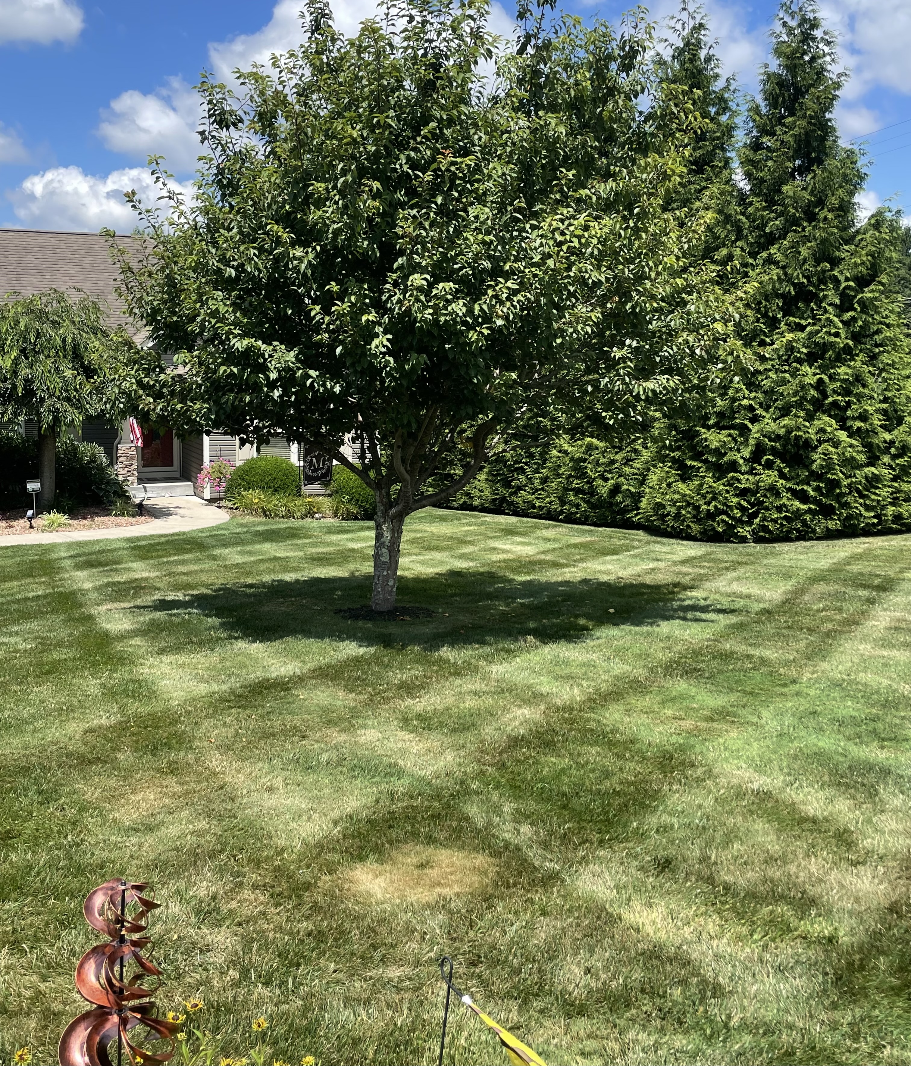 A Cut Above Lawn Care logo