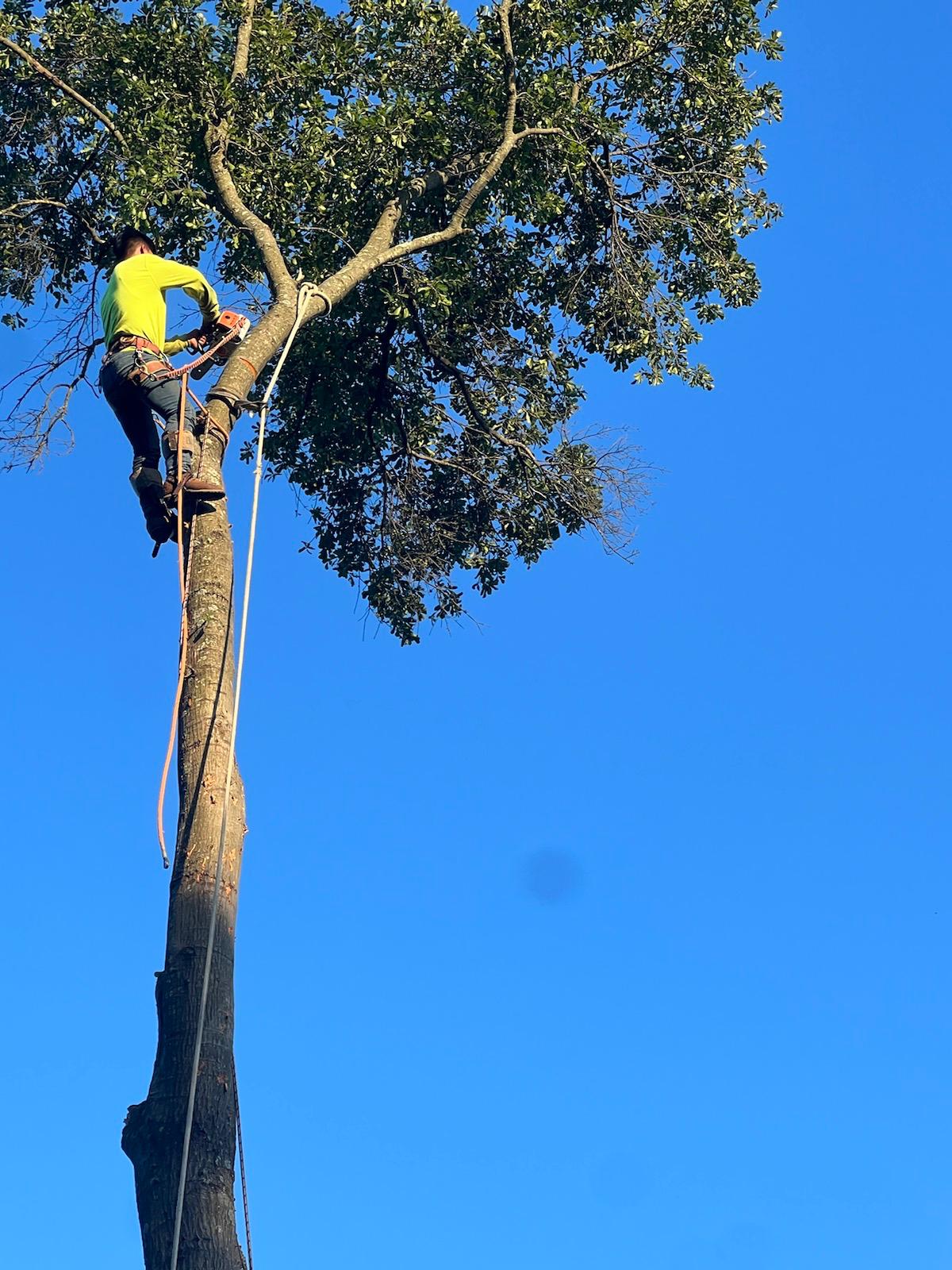 Avatar for E&J BA TREE SERVICE