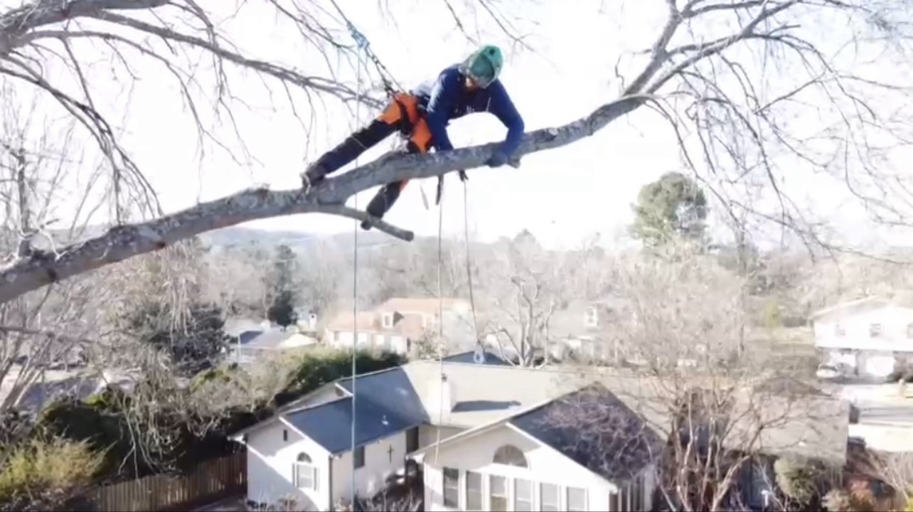 MFA Tree Specialist logo