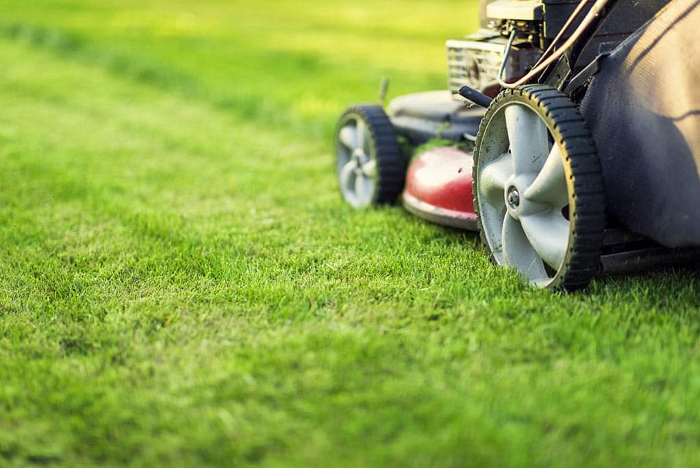 Avatar for The Best Lawn Maintenance LLC