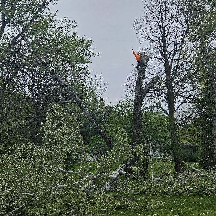 Avatar for Naywinz Tree Service Stump Removal Lawn Care & More