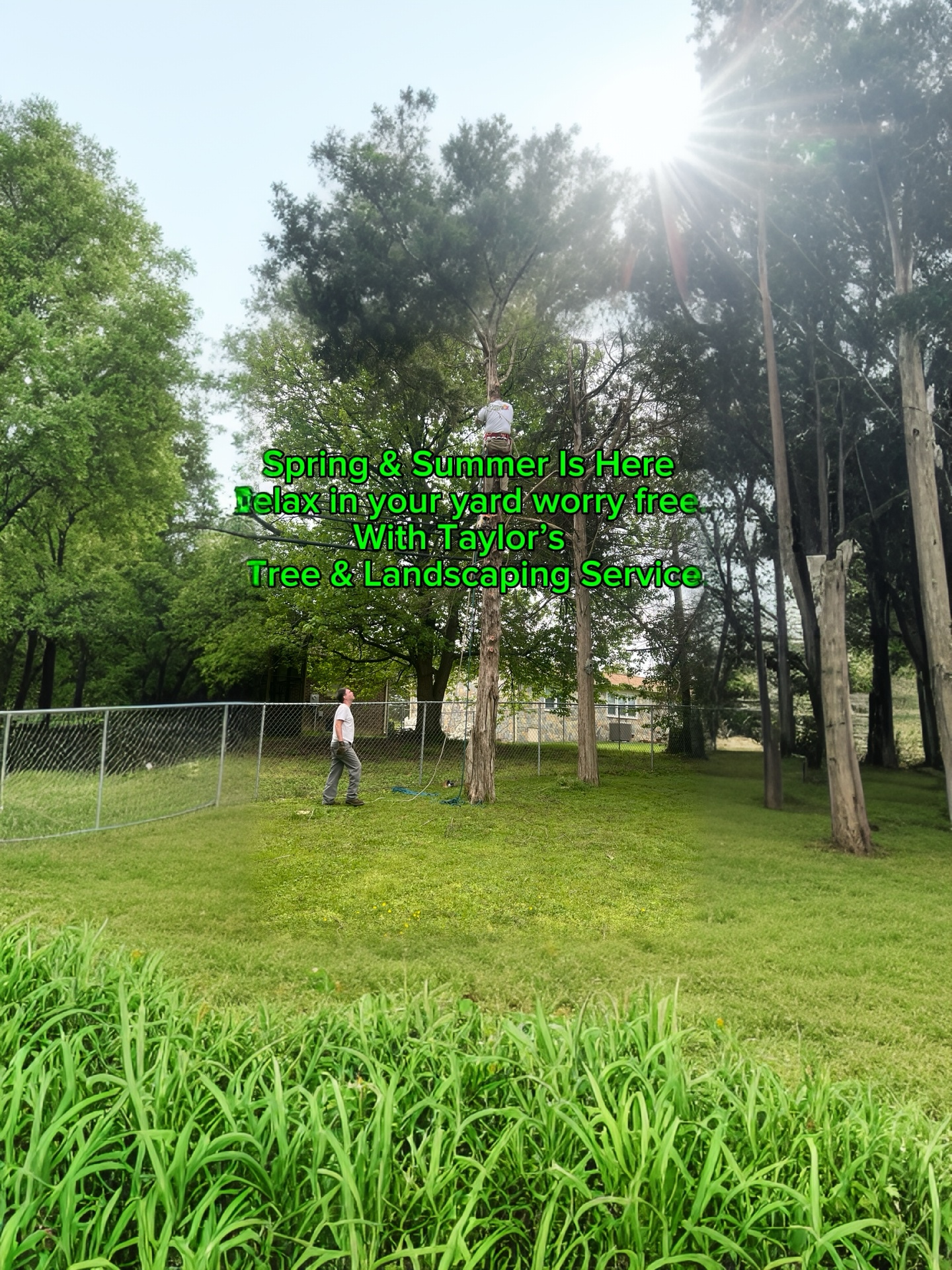 Taylors Tree And Landscaping logo