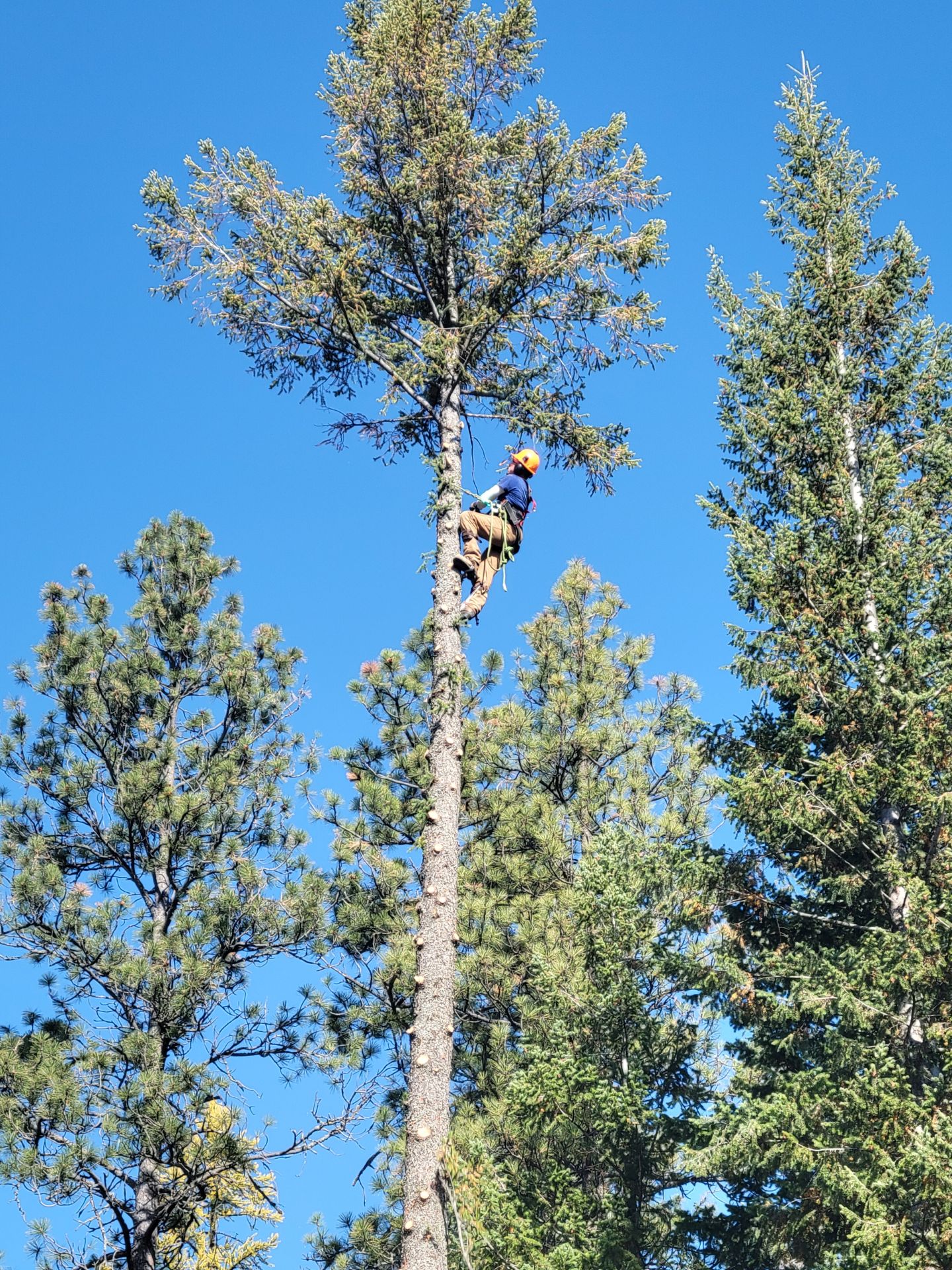 Tamarack Tree Experts logo