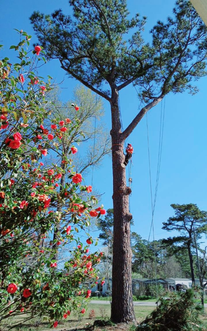 Alpha Tree Surgeons LLC logo