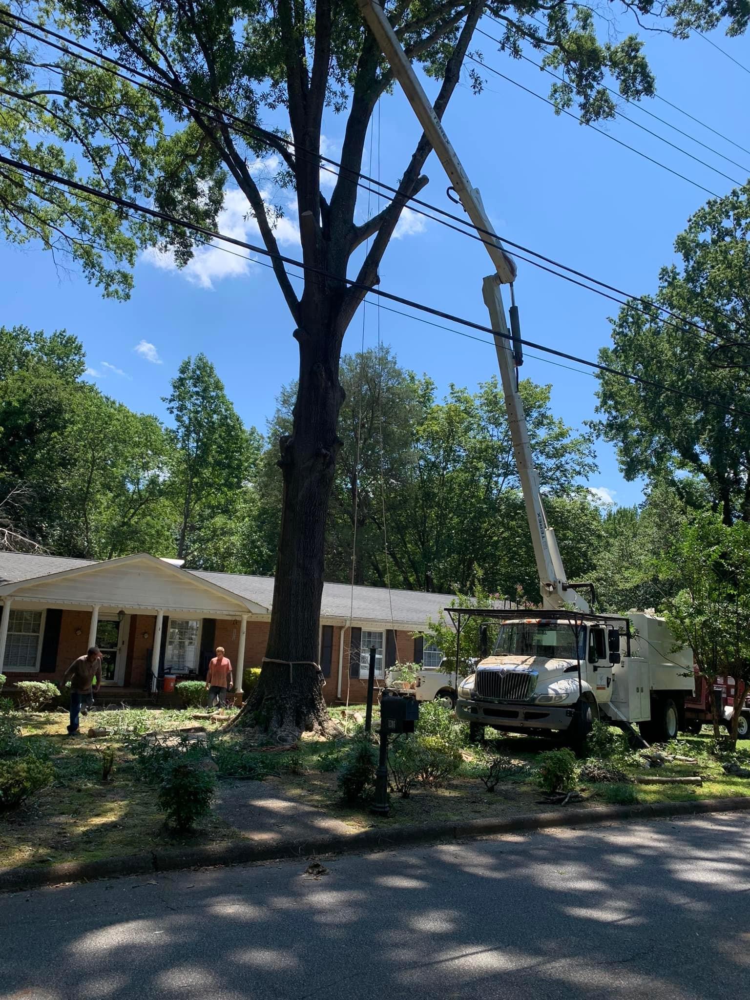 Avatar for T&R Tree removal
