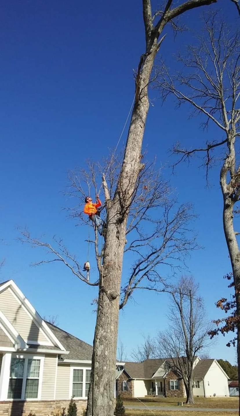 R&M tree service logo