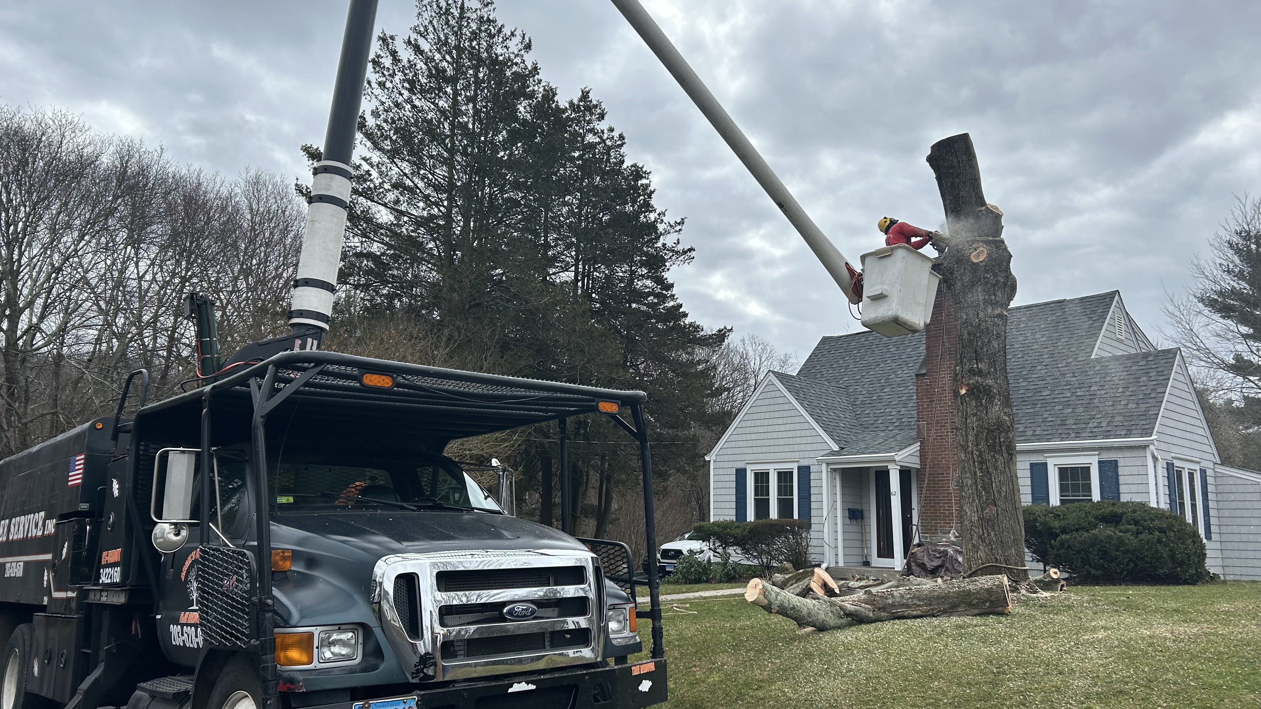 Avatar for Angel's Ultimate Tree Removal