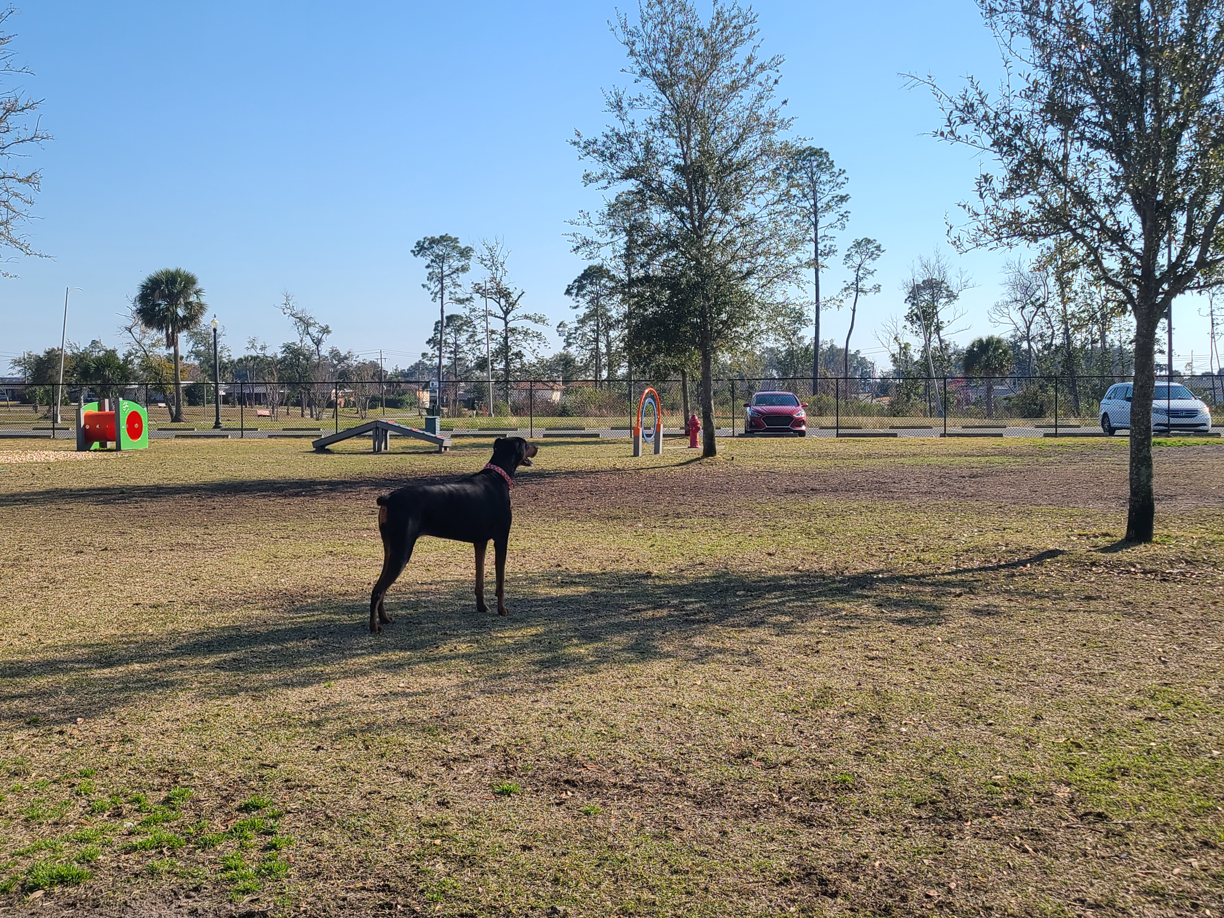 Lily's Dog Walking Service logo