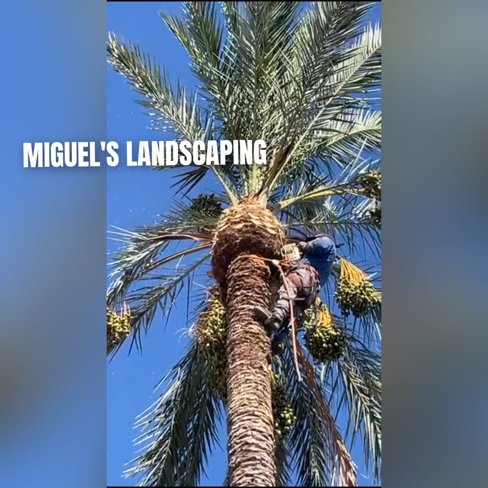 Avatar for Miguel Landscaping