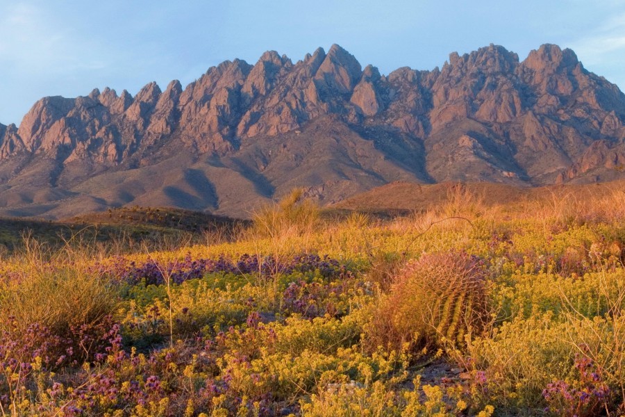 Desert Eden Landscapes LLC logo