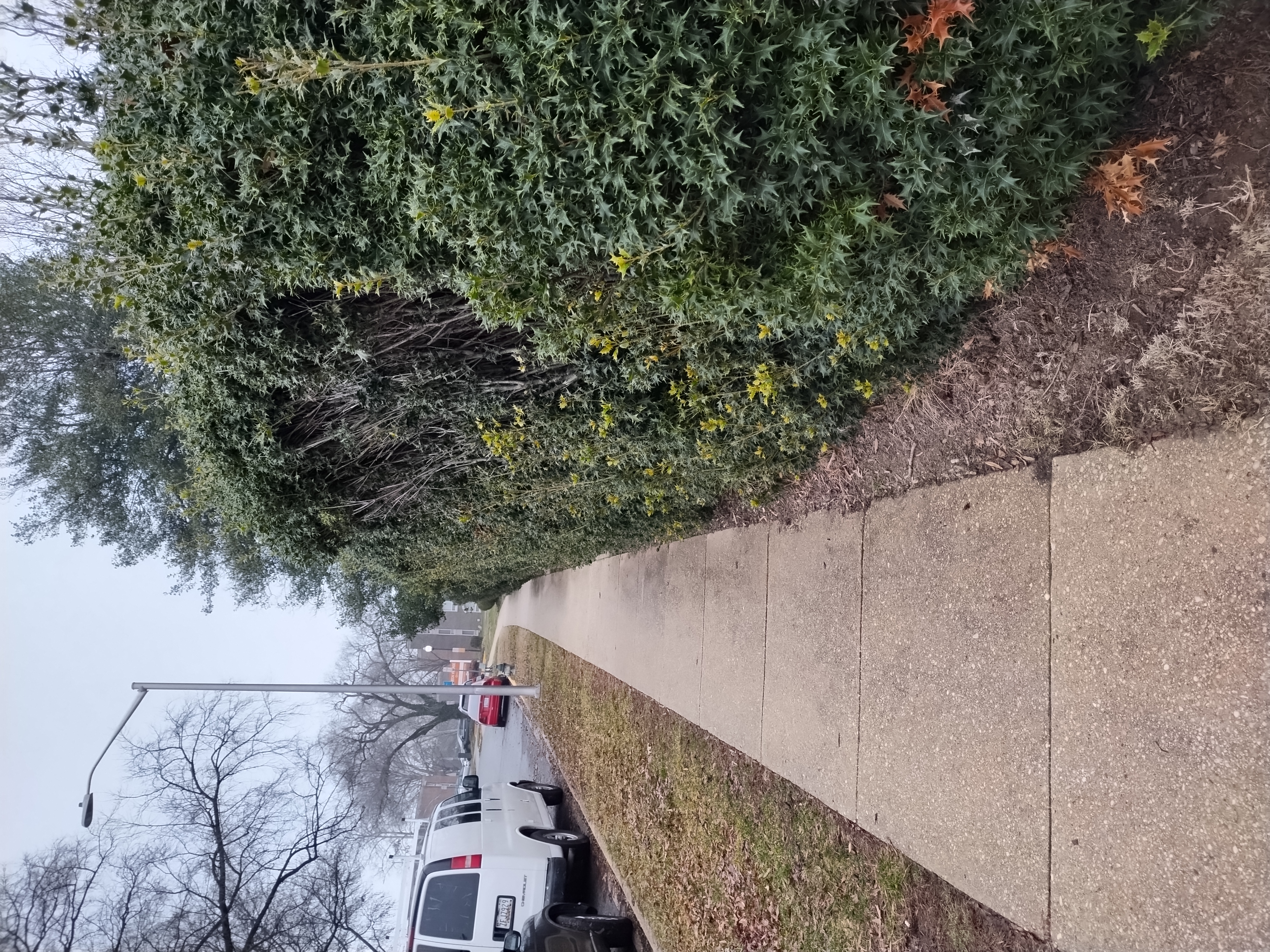 Avatar for Turcios landscape and hardwood floors