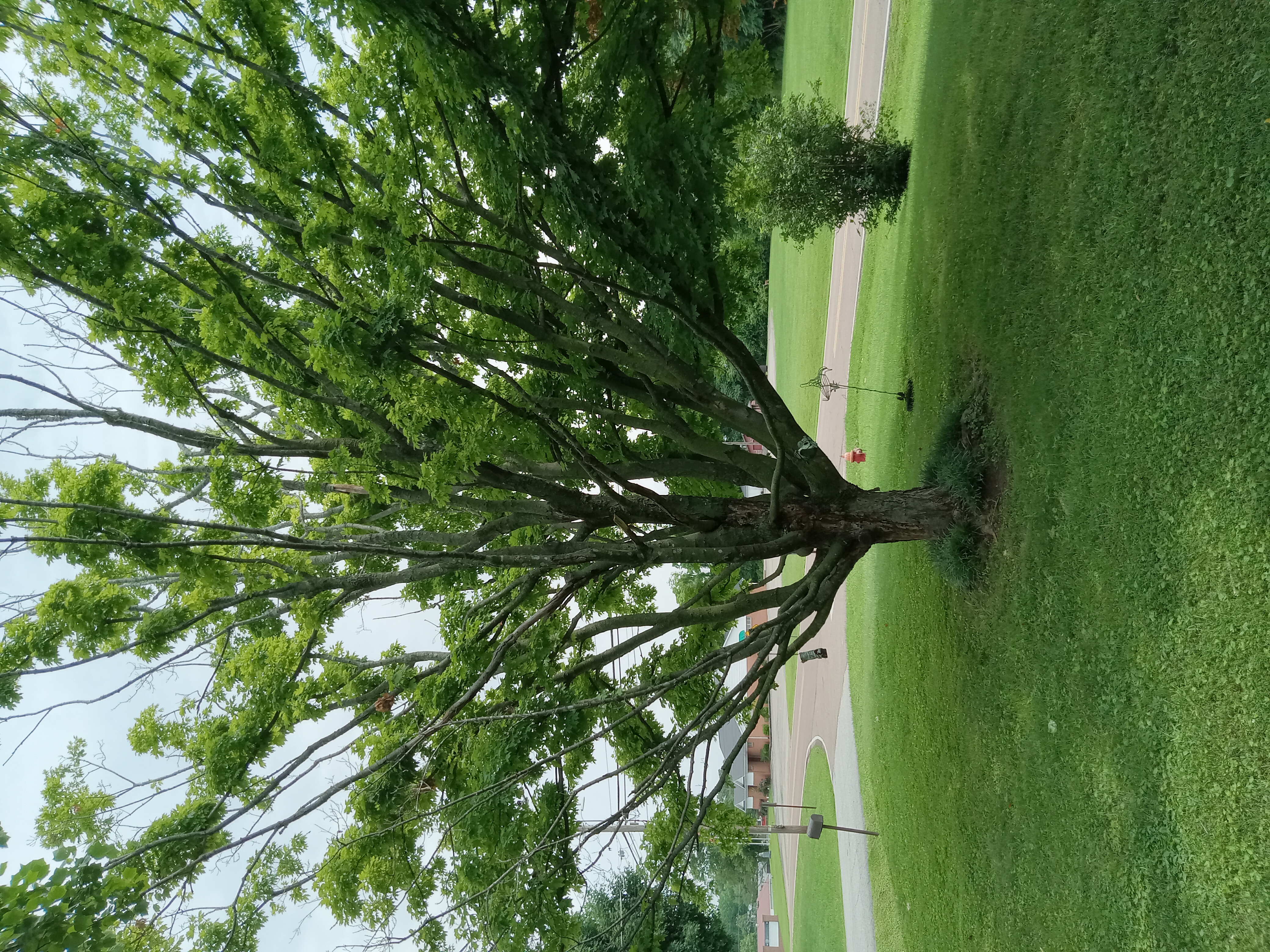 Avatar for West TN Family Tree Service