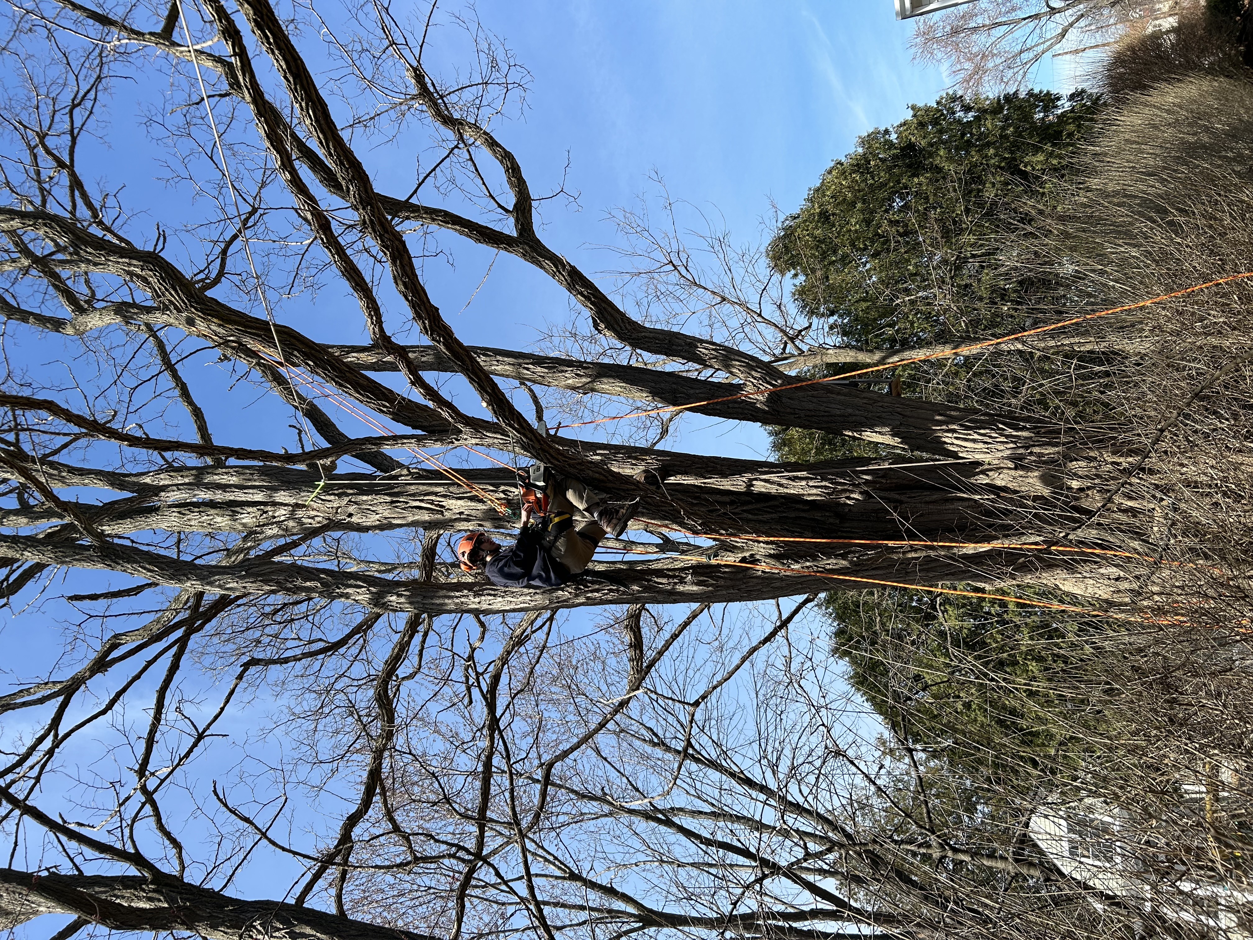 A&A Tree Service logo