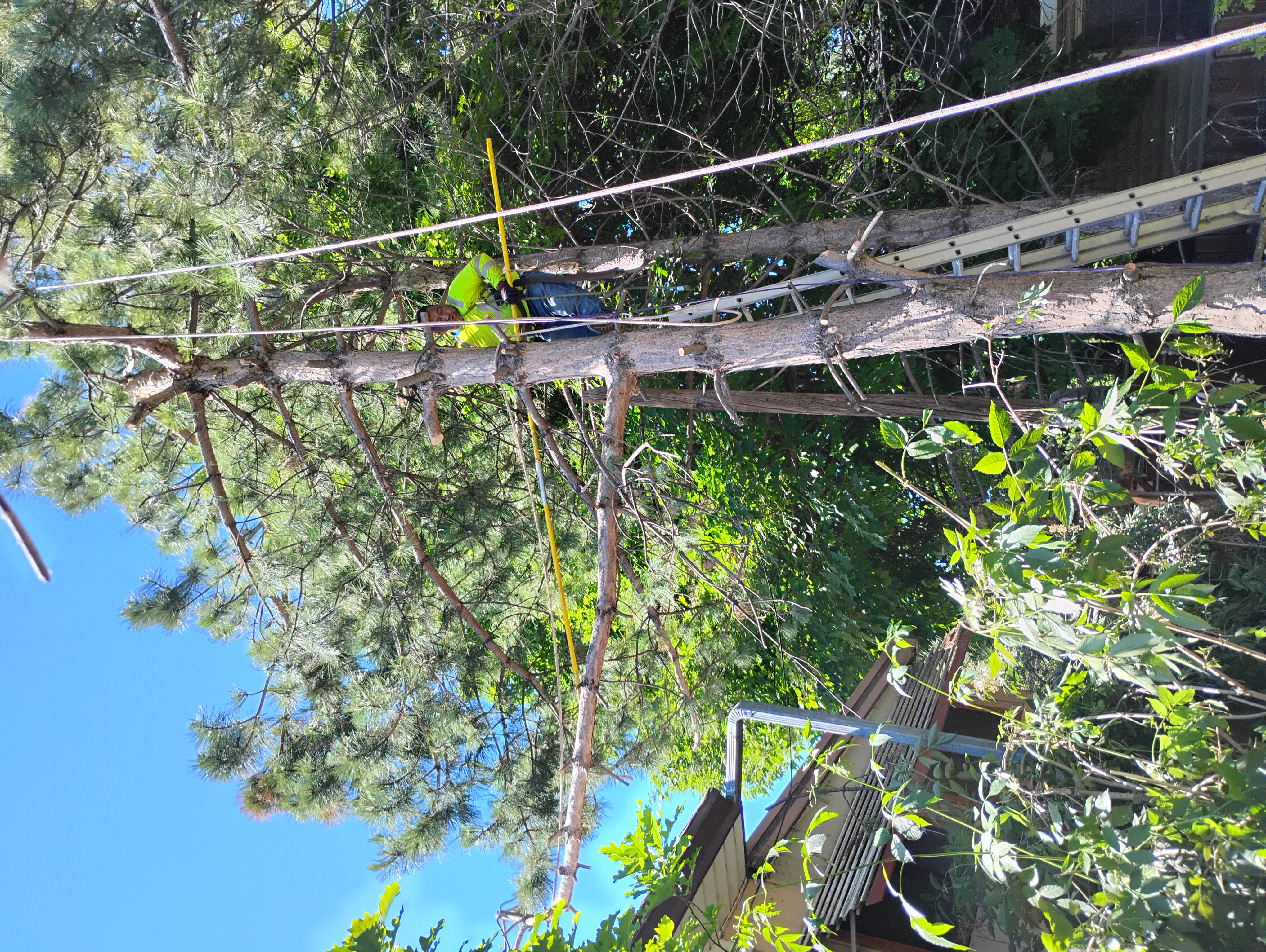 Avatar for TS TREE SERVICE