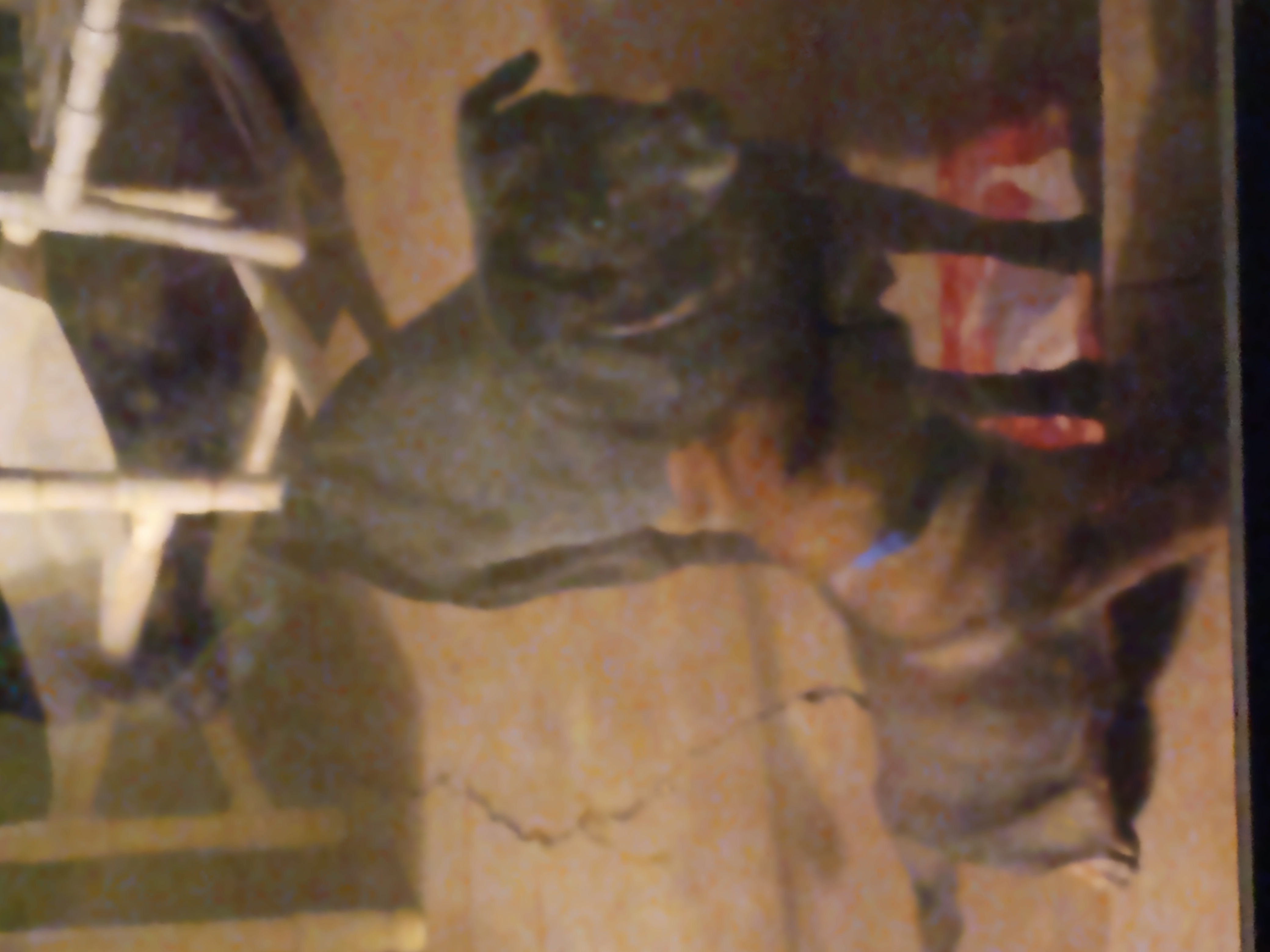 Avatar for Big Dog Flooring