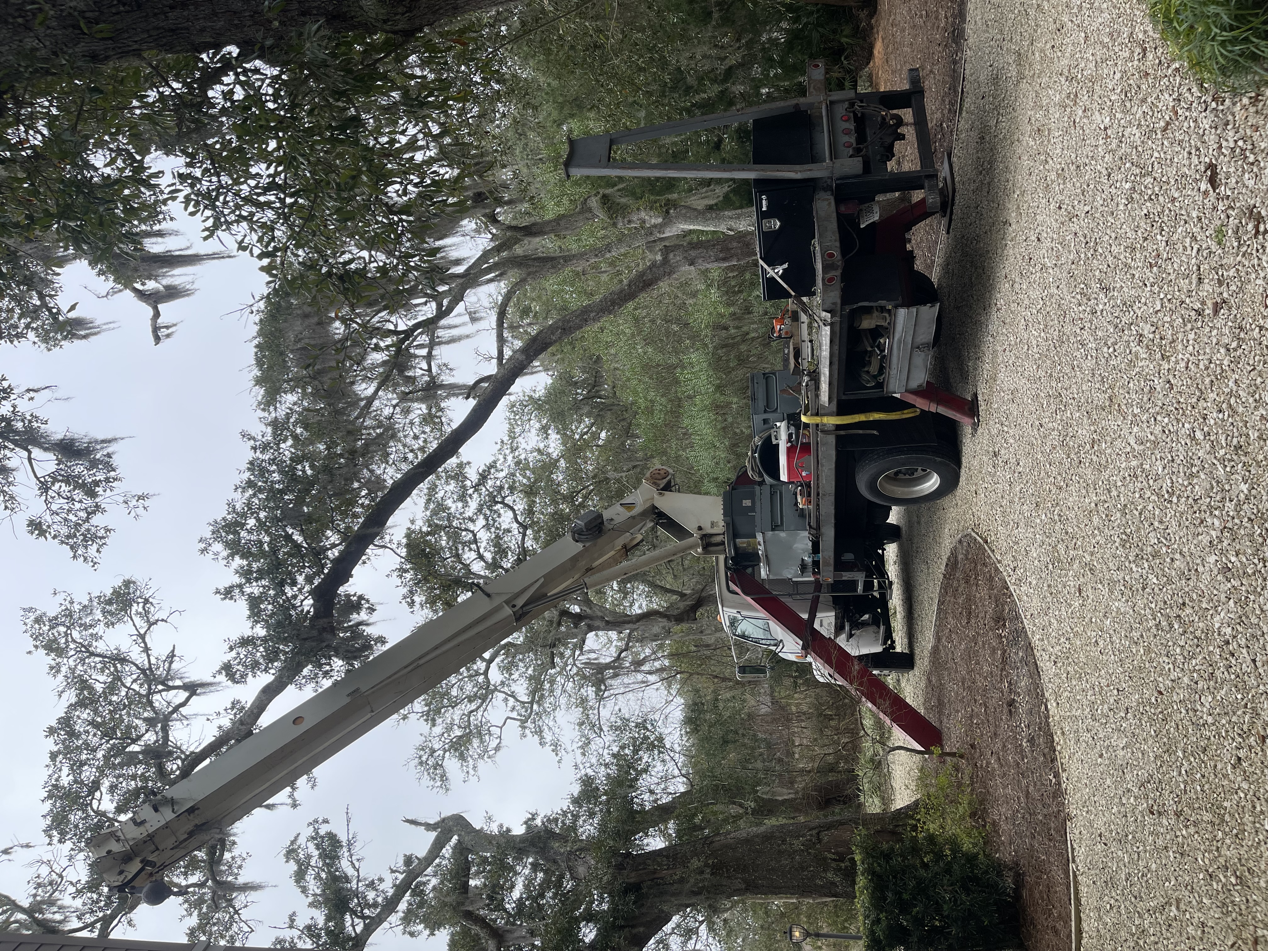 Allied crane and tree logo