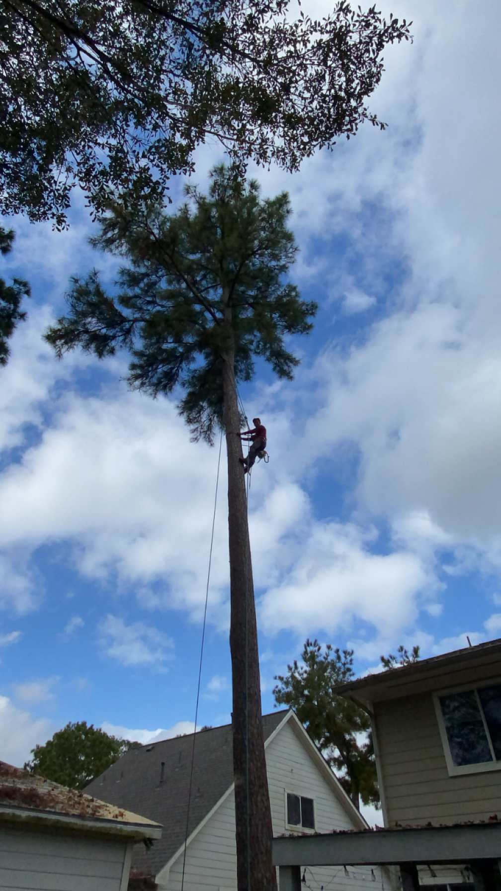 Marin’s Tree Services logo