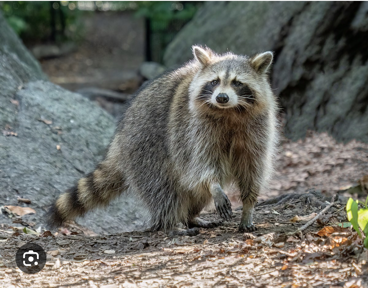 Avatar for Virginia wildlife removal tech