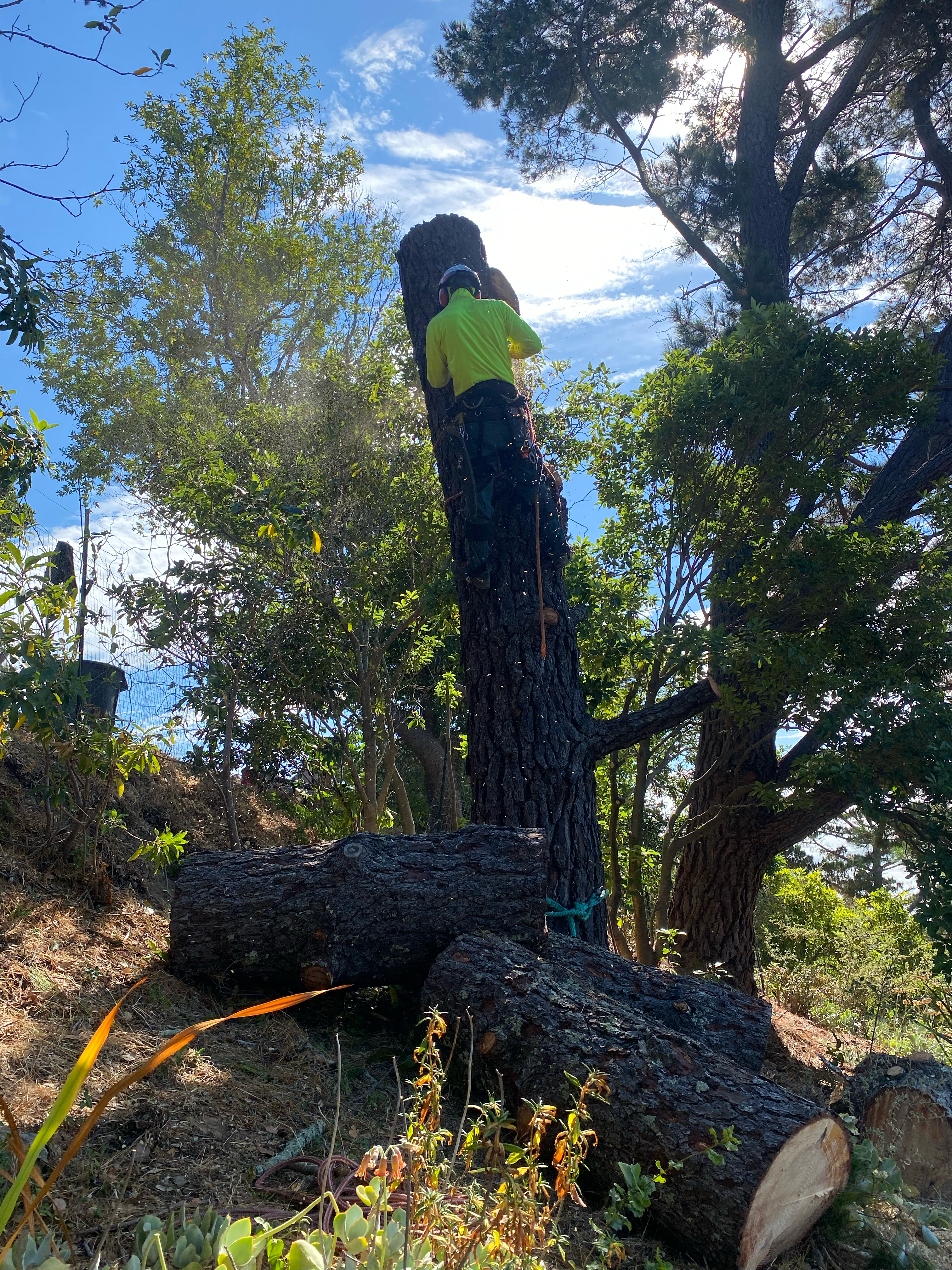 Juarez Tree service and landscaping logo