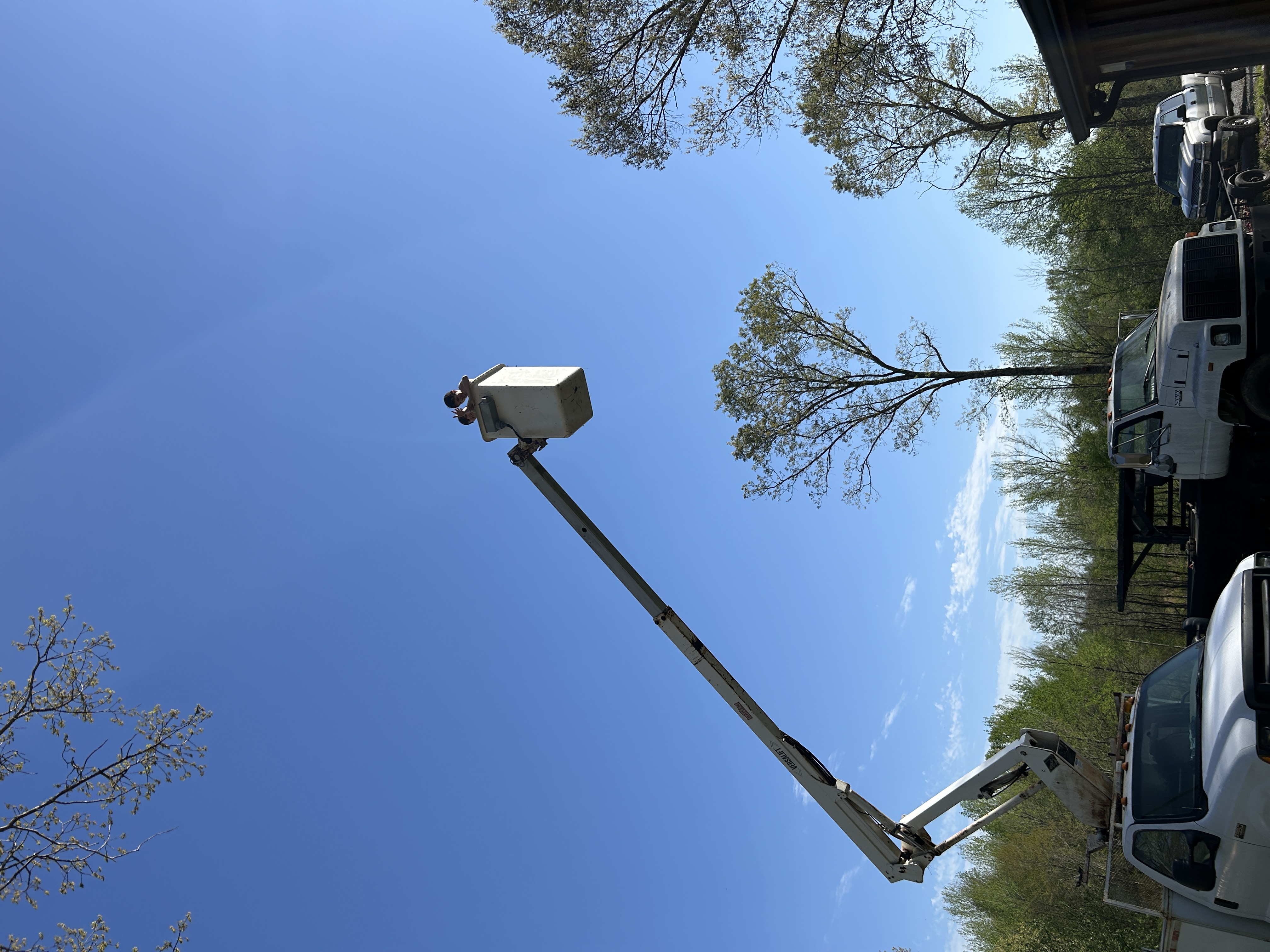 Avatar for Wilburn Tree Service