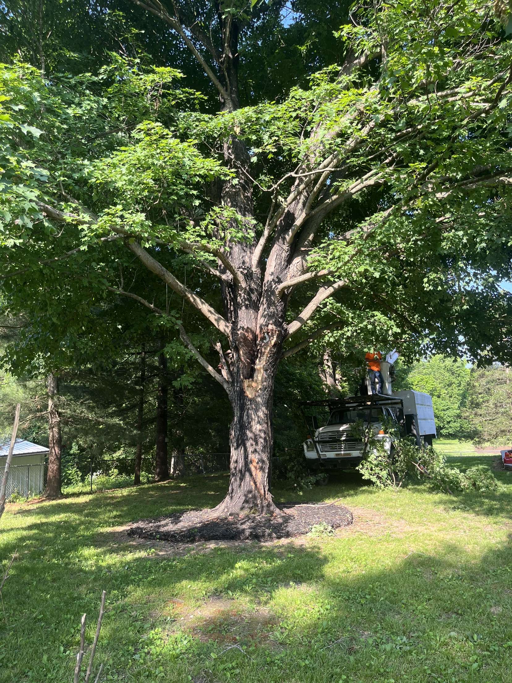 Swartz tree trimming removal logo