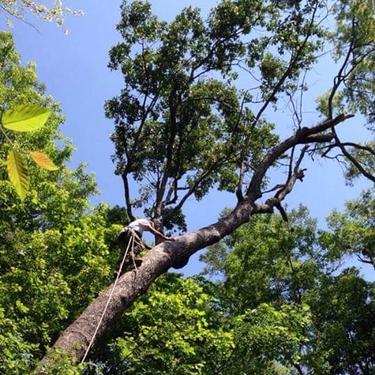 Avatar for Woody's Tree Service