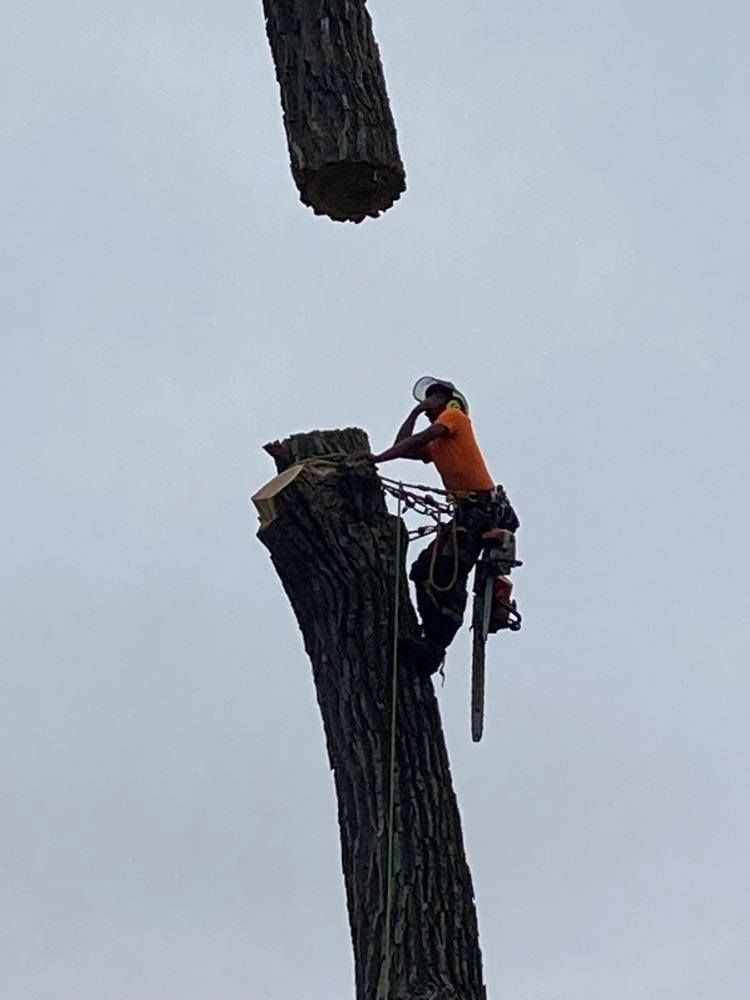 Logo for Ode's Tree Care