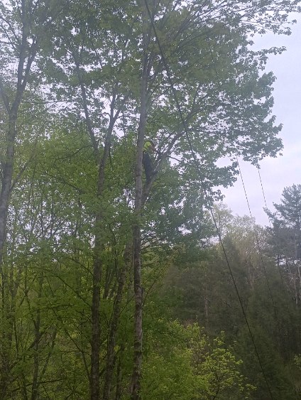 Styles tree service logo