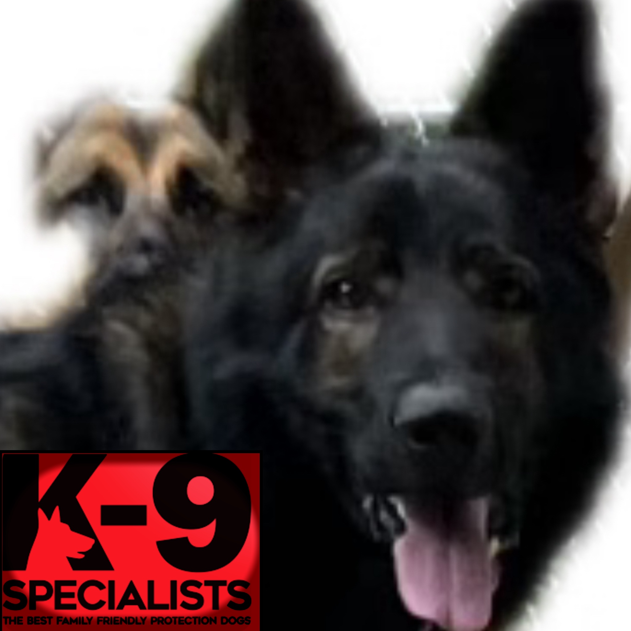 Next Level K9 Ky logo