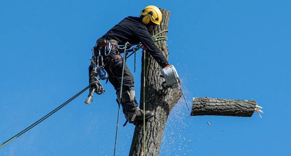 Logo for Carolina Tree Removal LLC