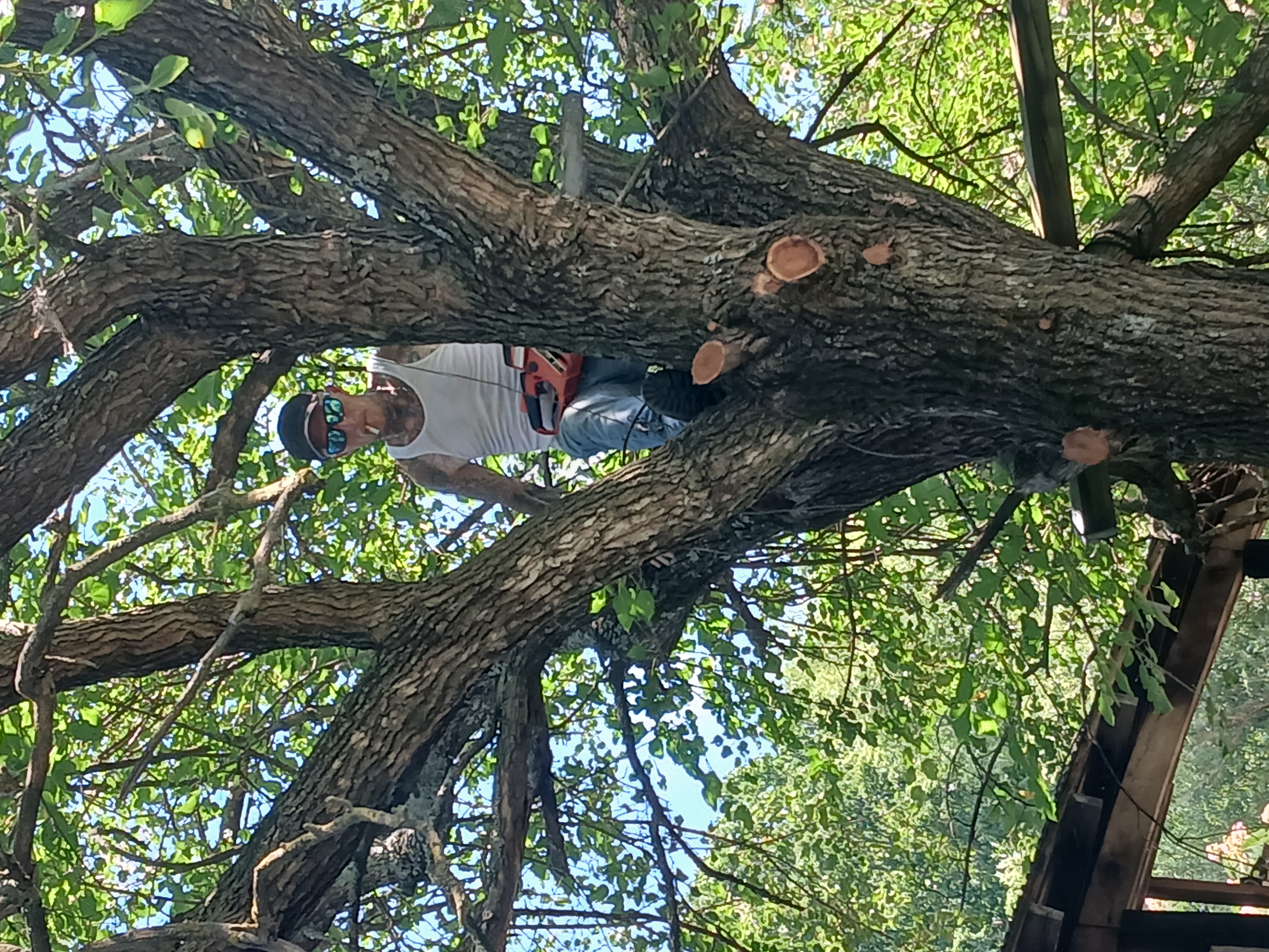 Legacy Tree services logo