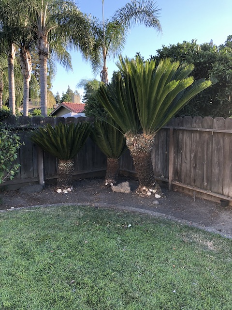 Avatar for Javier landscaping