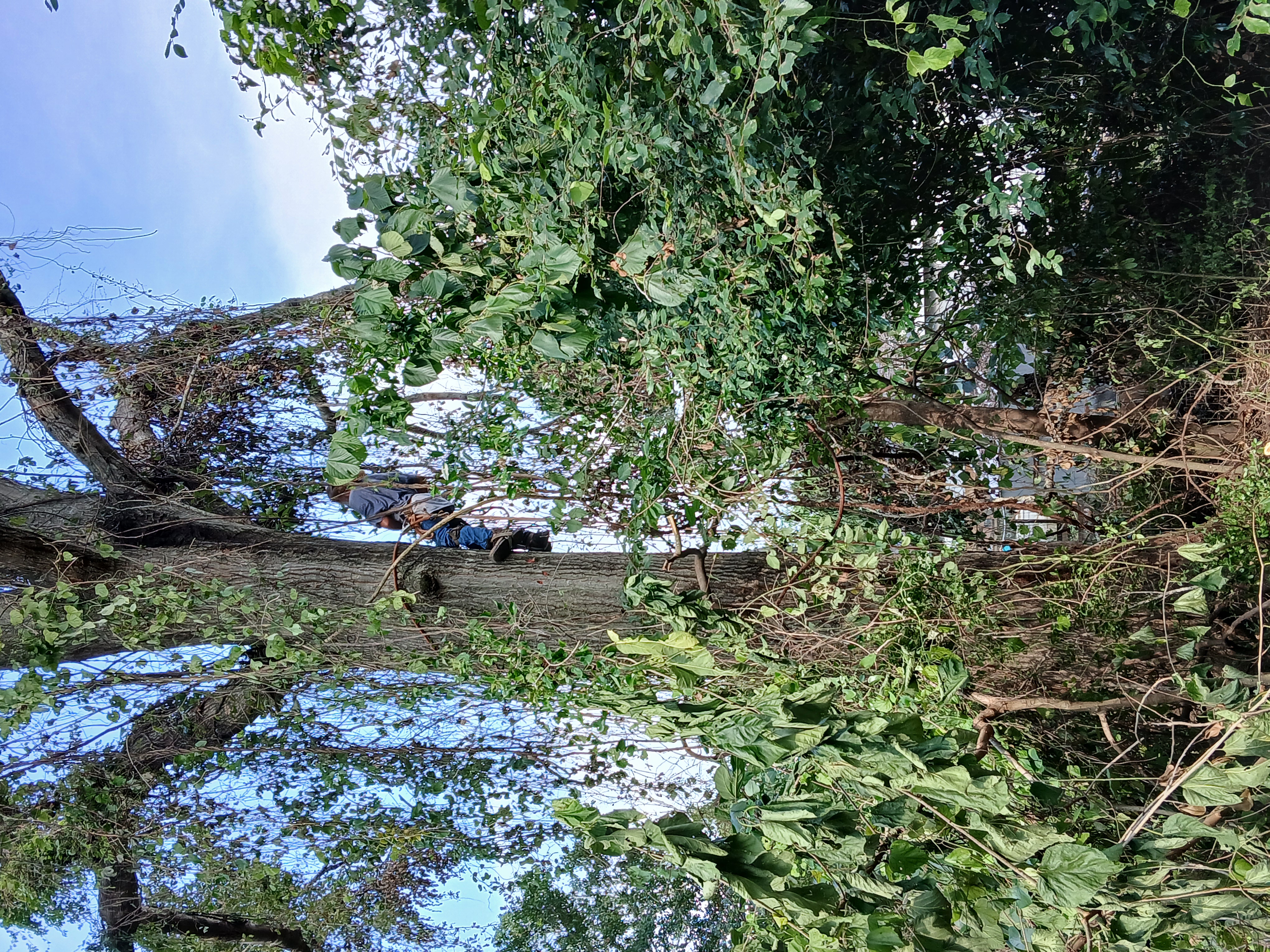 Avatar for EMC TREE SERVICES