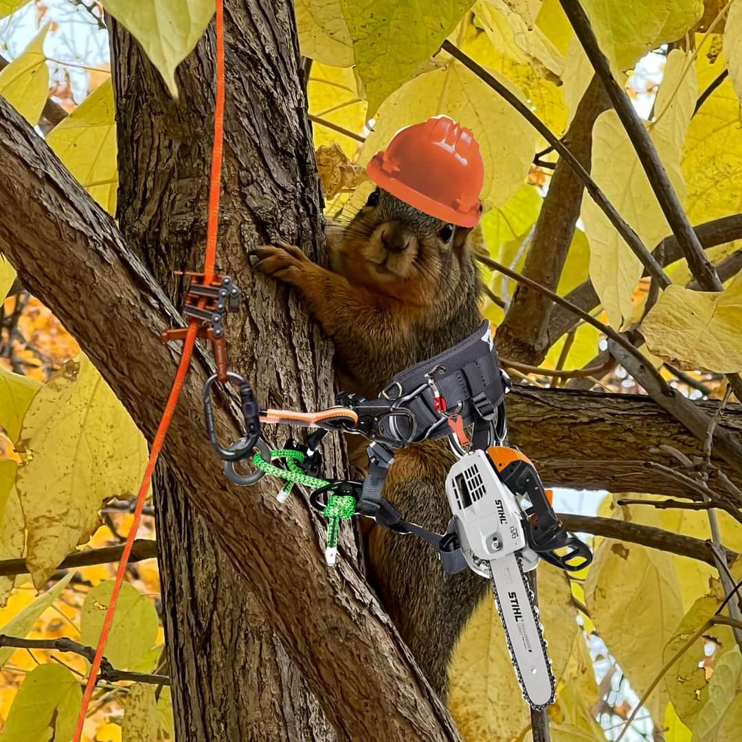 Angel's tree service logo