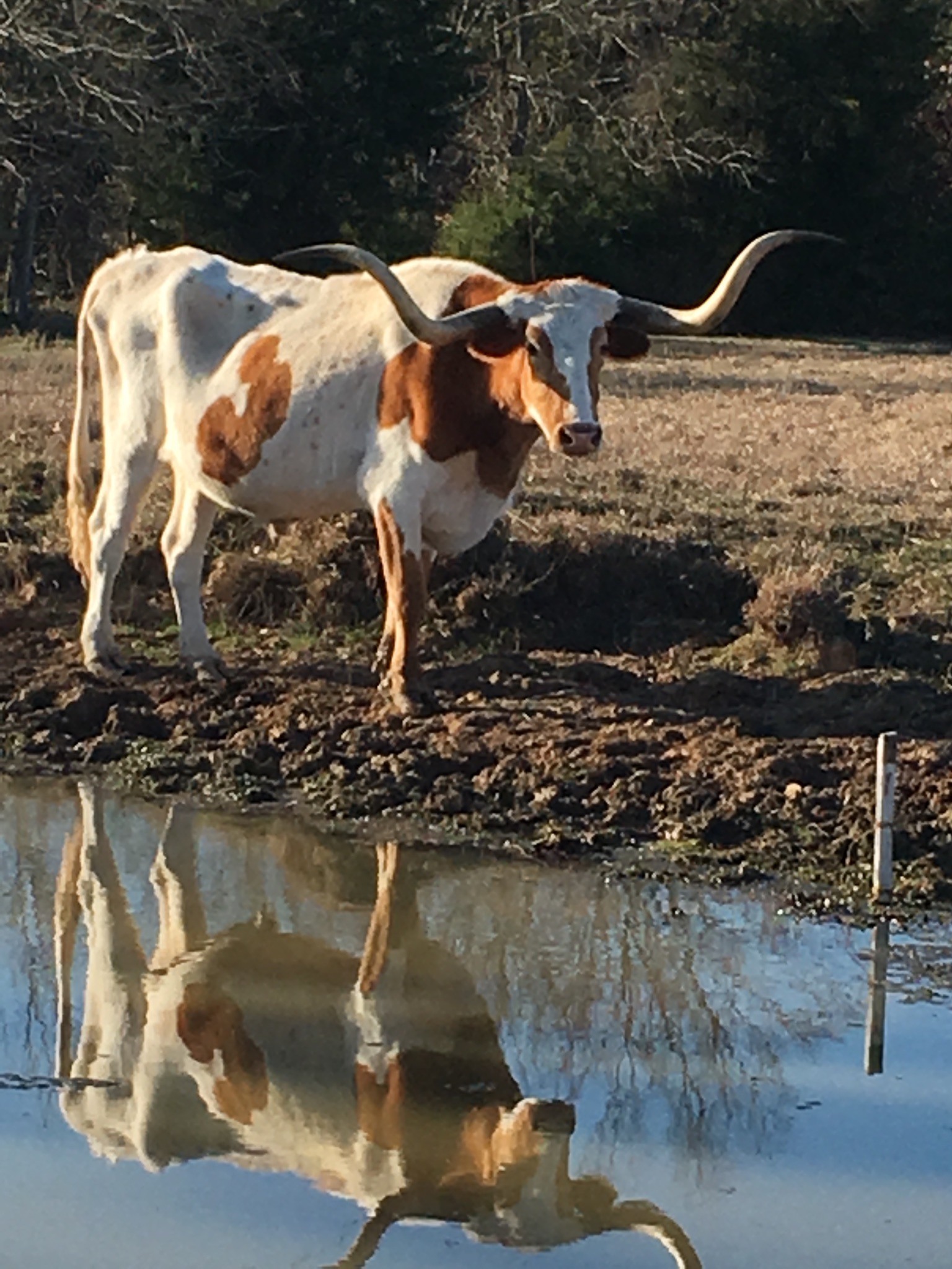 Avatar for Russell’s Ranch