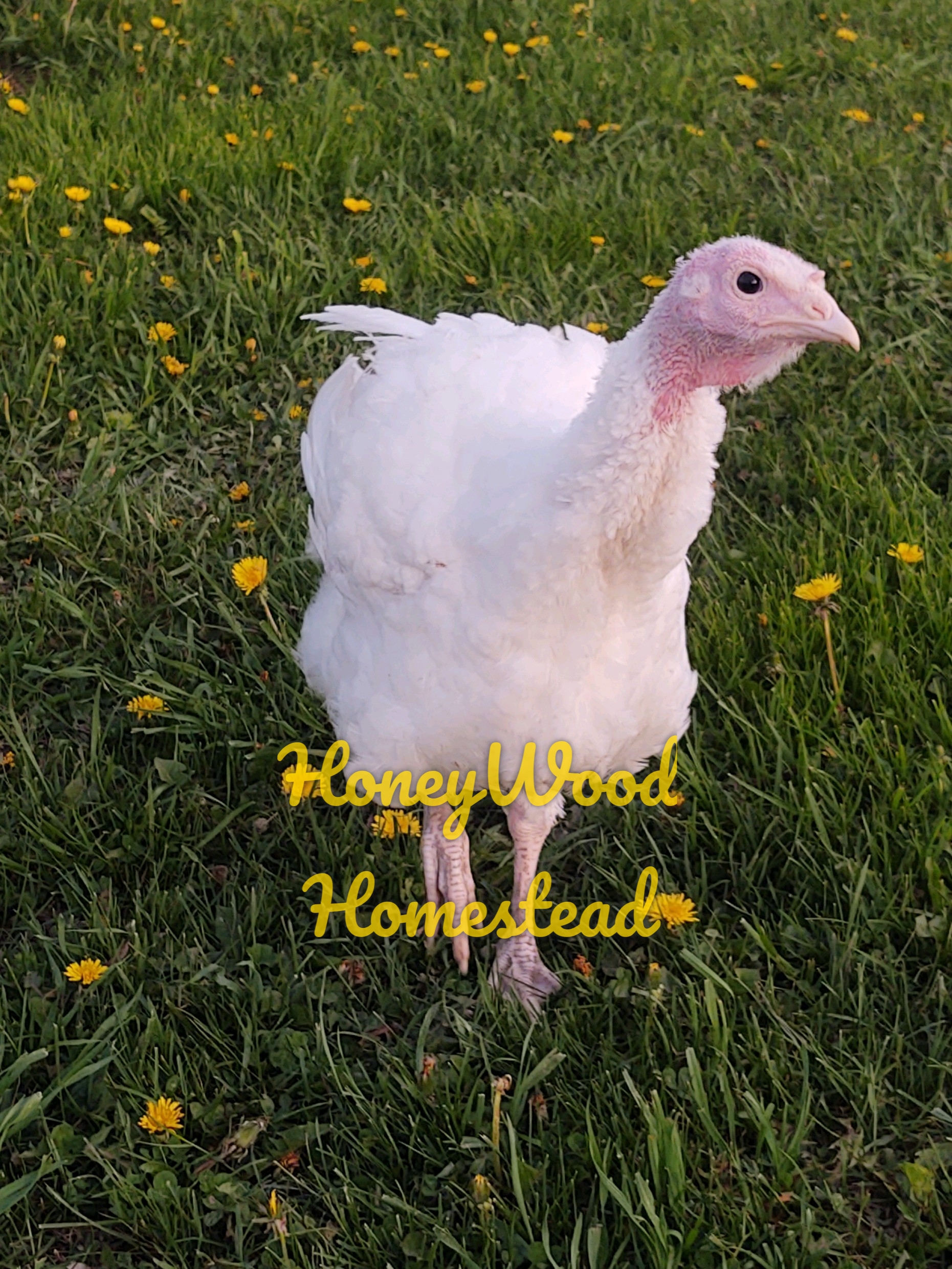 HoneyWood Homestead logo