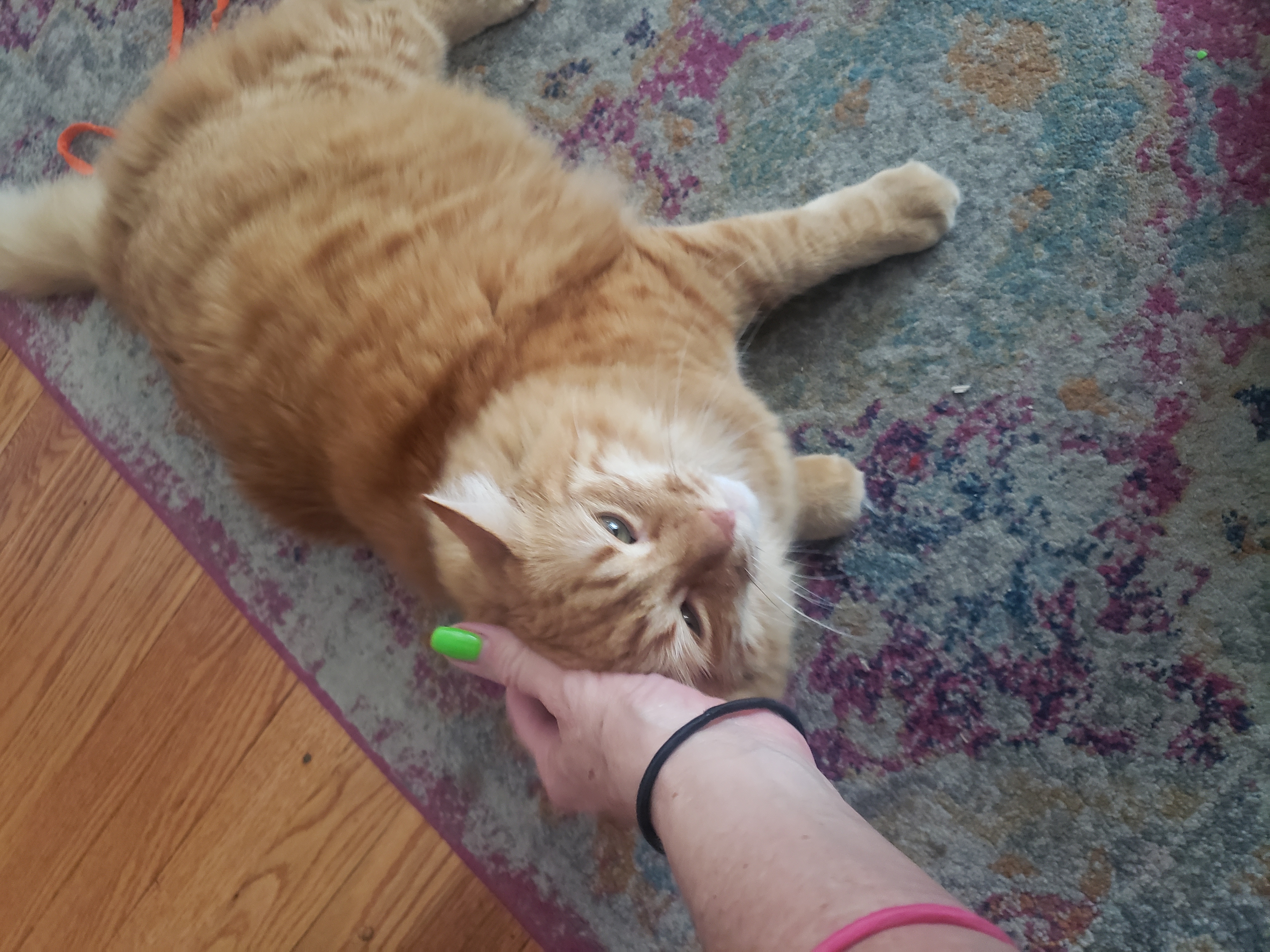 Avatar for Portageparkcatsitter