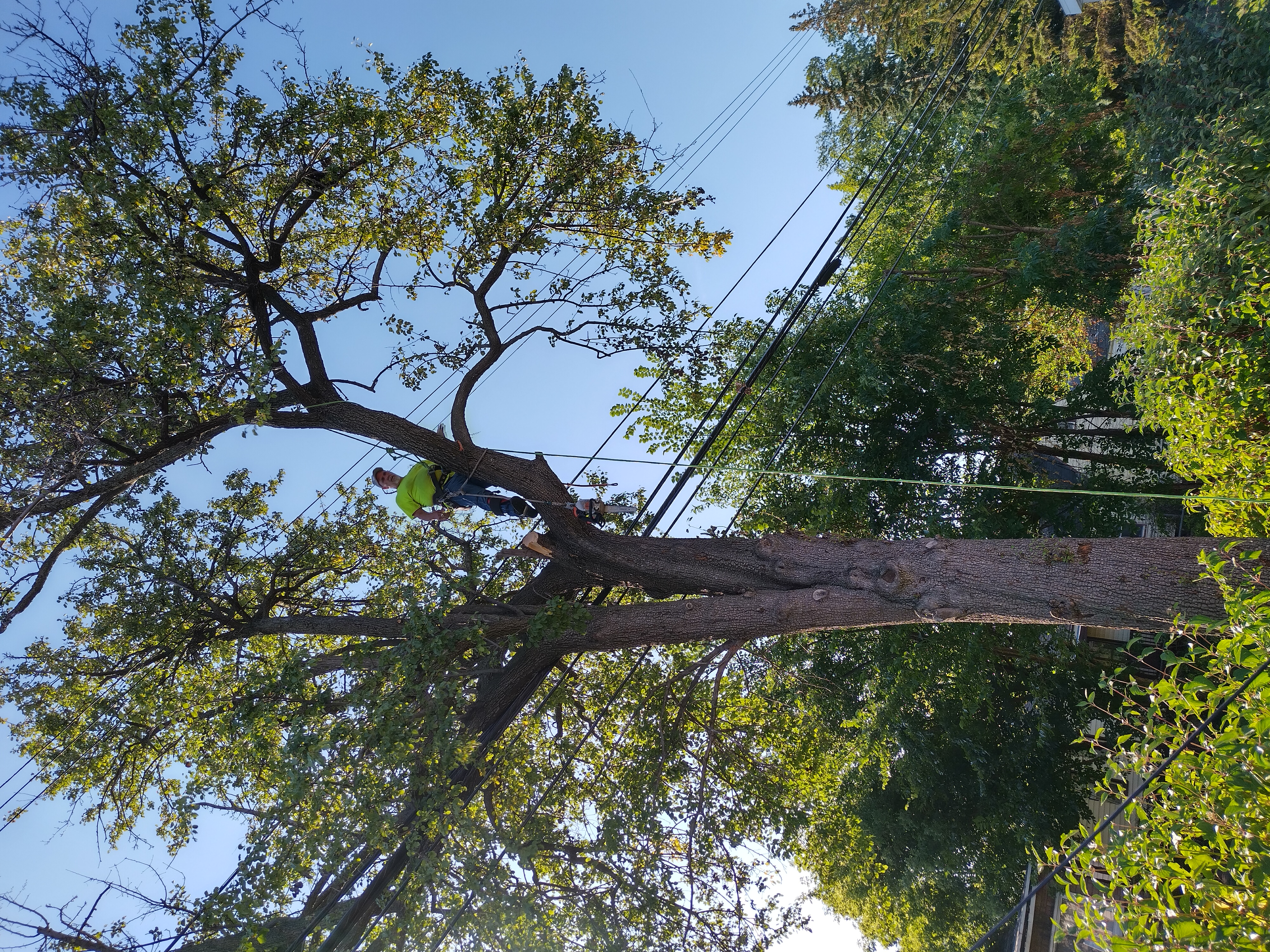 Avatar for All American Tree Specialist