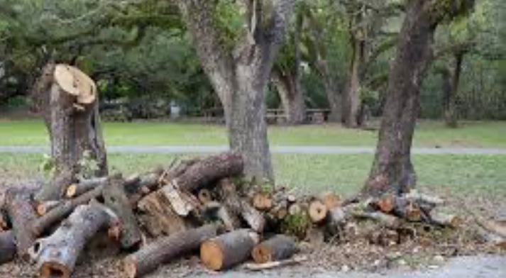 Tree service logo