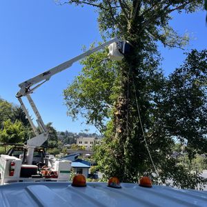 Pro Cuts Tree Care logo