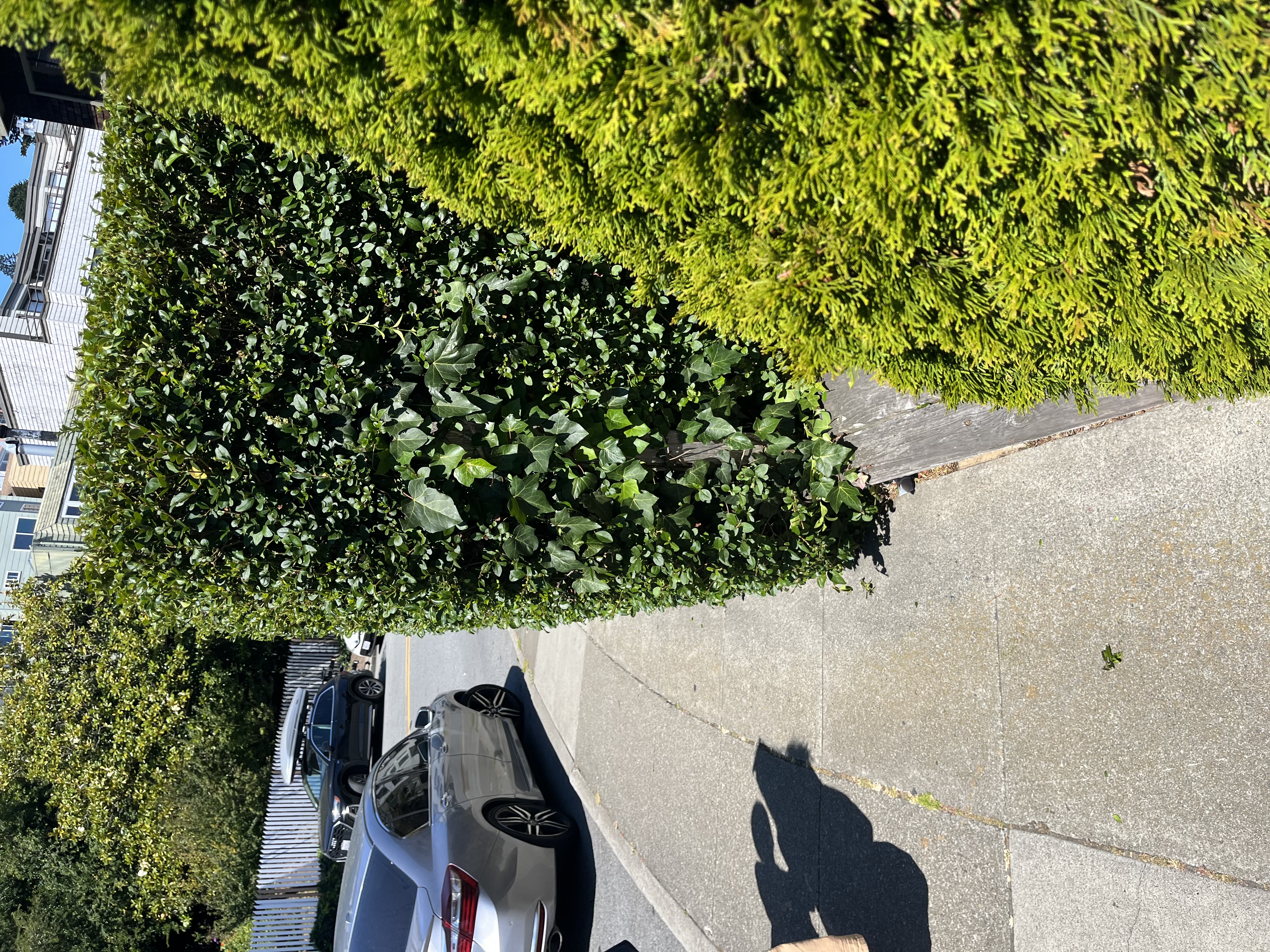 Yard cleaning logo