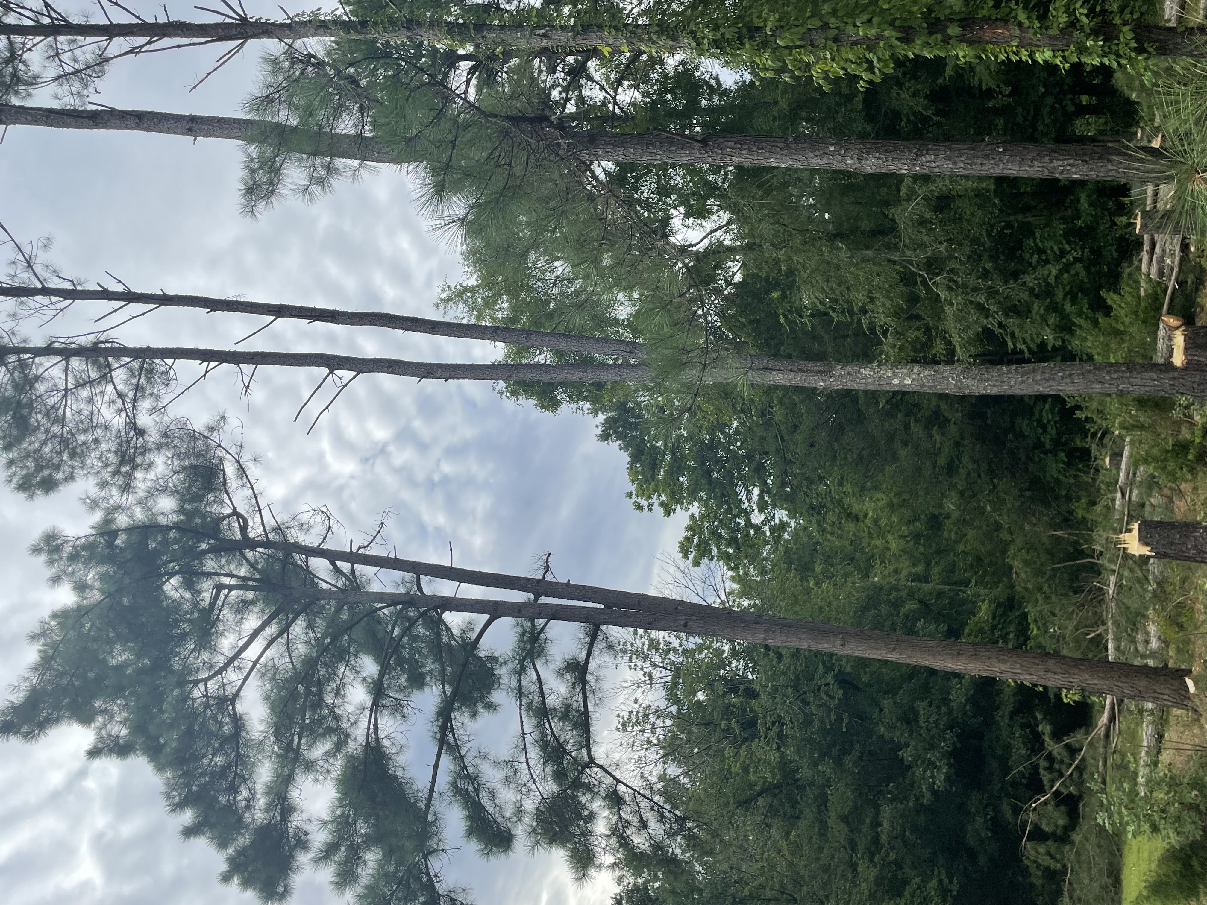 T&R tree expert logo