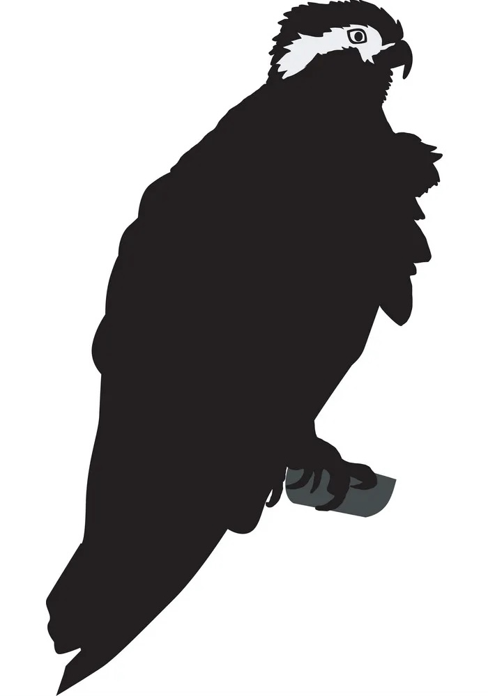 Osprey Painting logo