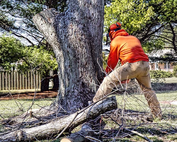 Ramos tree removal logo