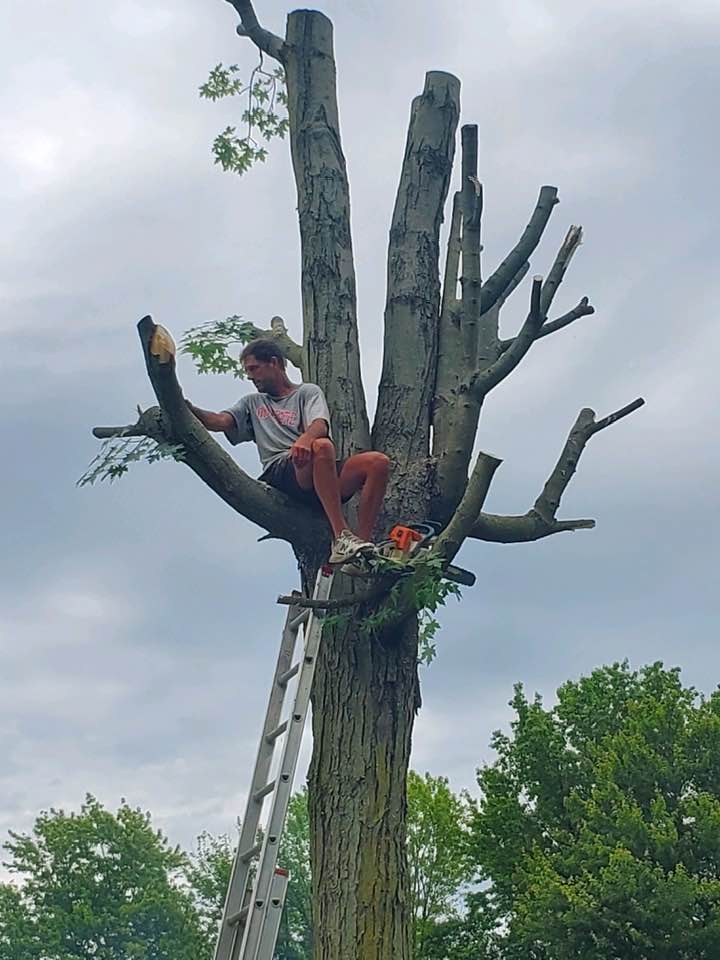 Avatar for John's Affordable Tree Service